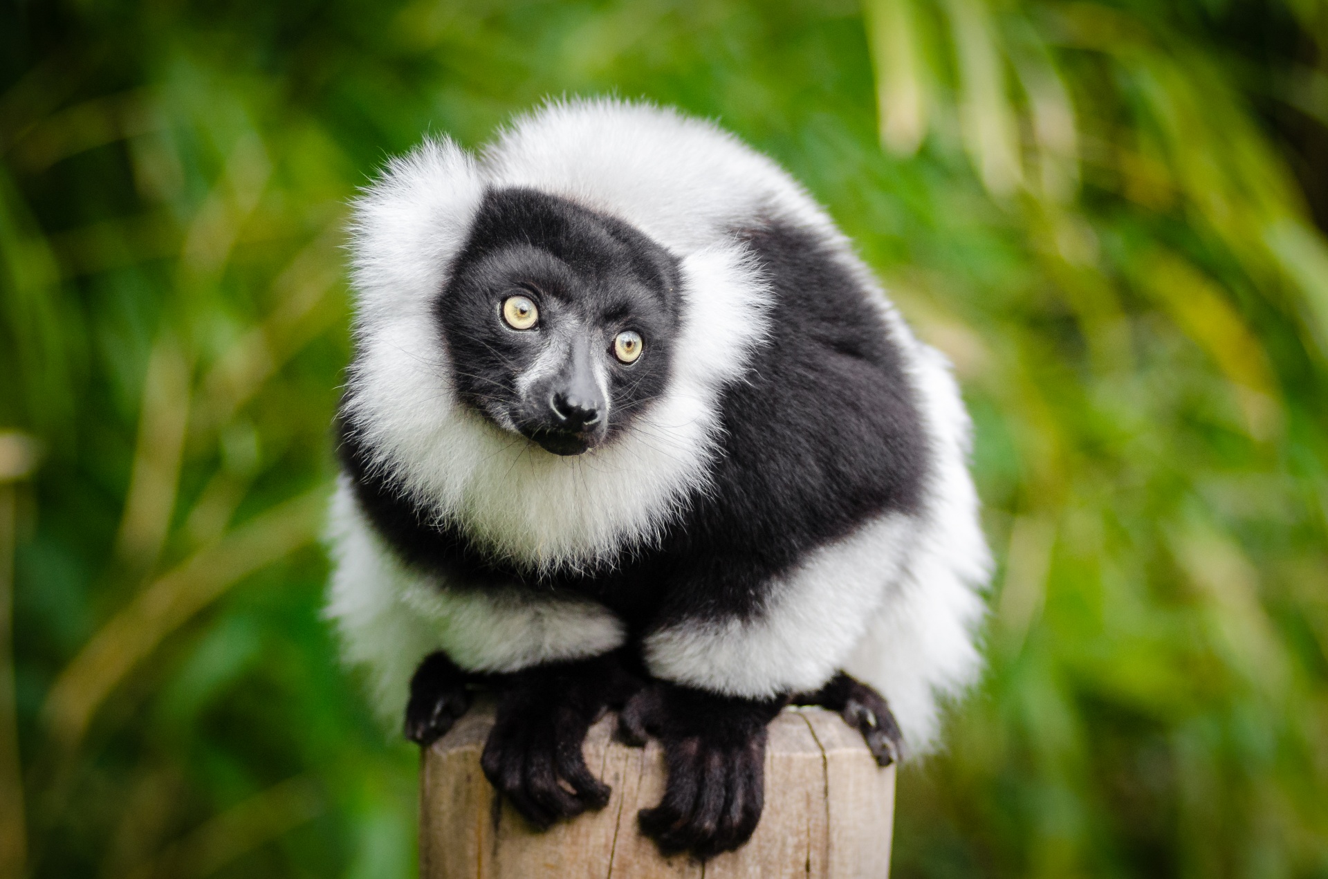 Anel-atado lemur, Lemur