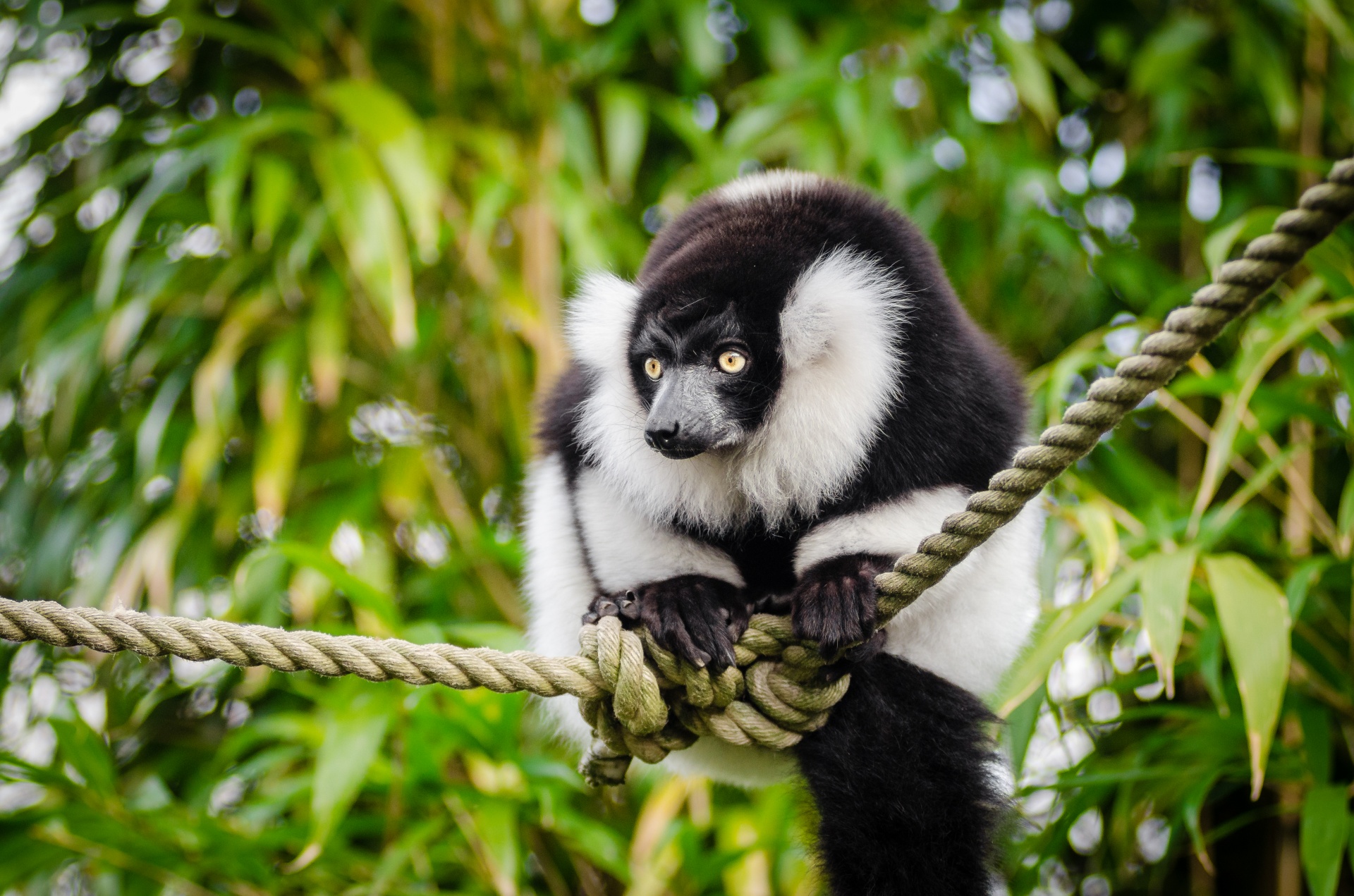 Anel-atado lemur, Lemur