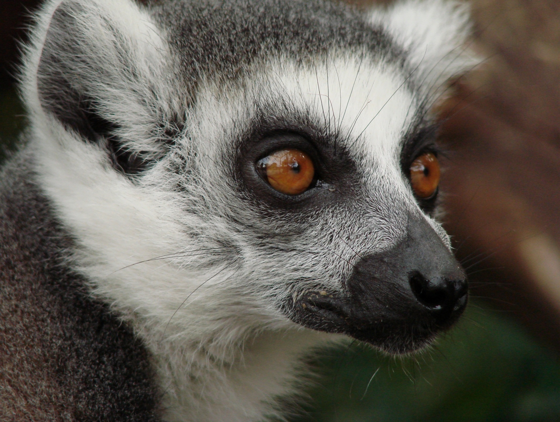 Lemur Of Madagascar