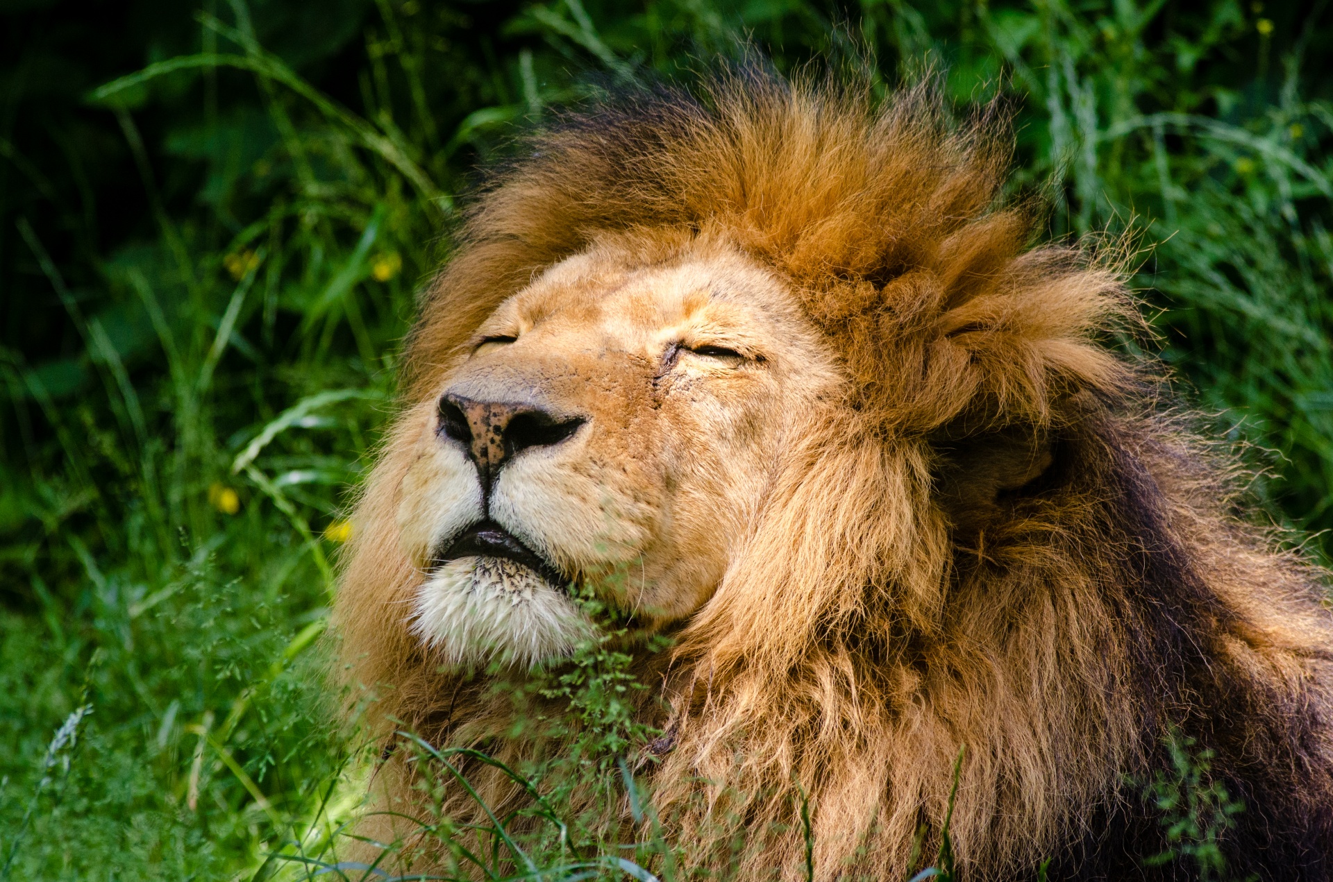 African Lion, Portret, Nap