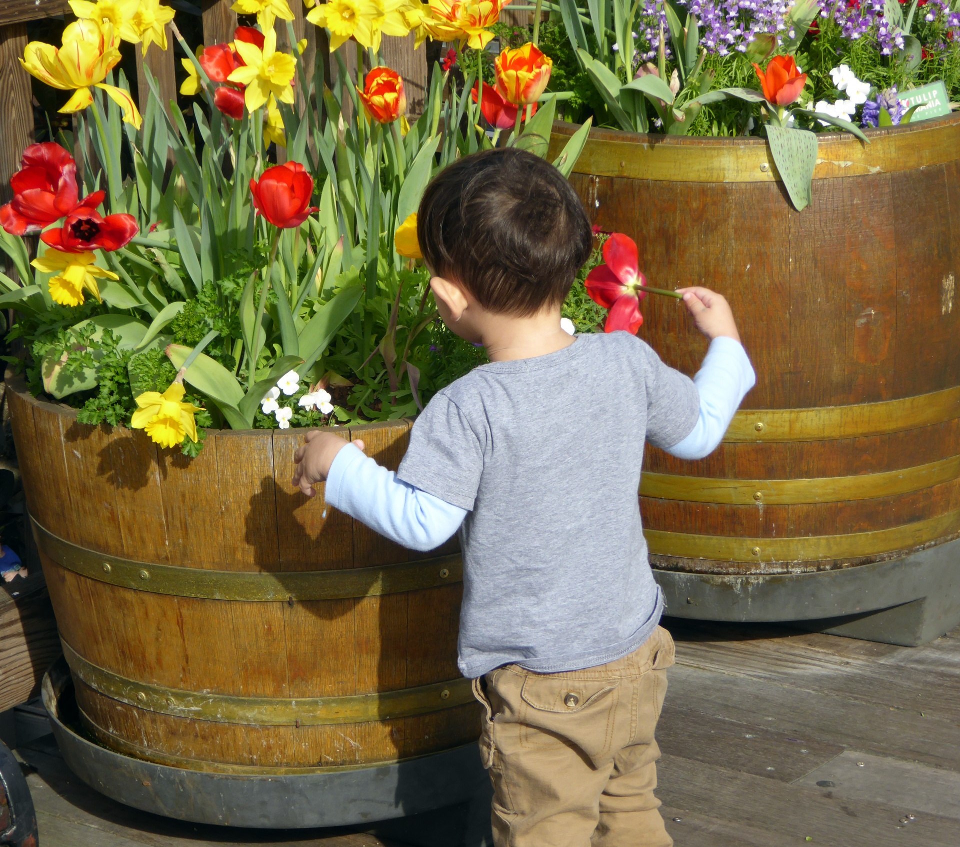 Little Boy e tulipas