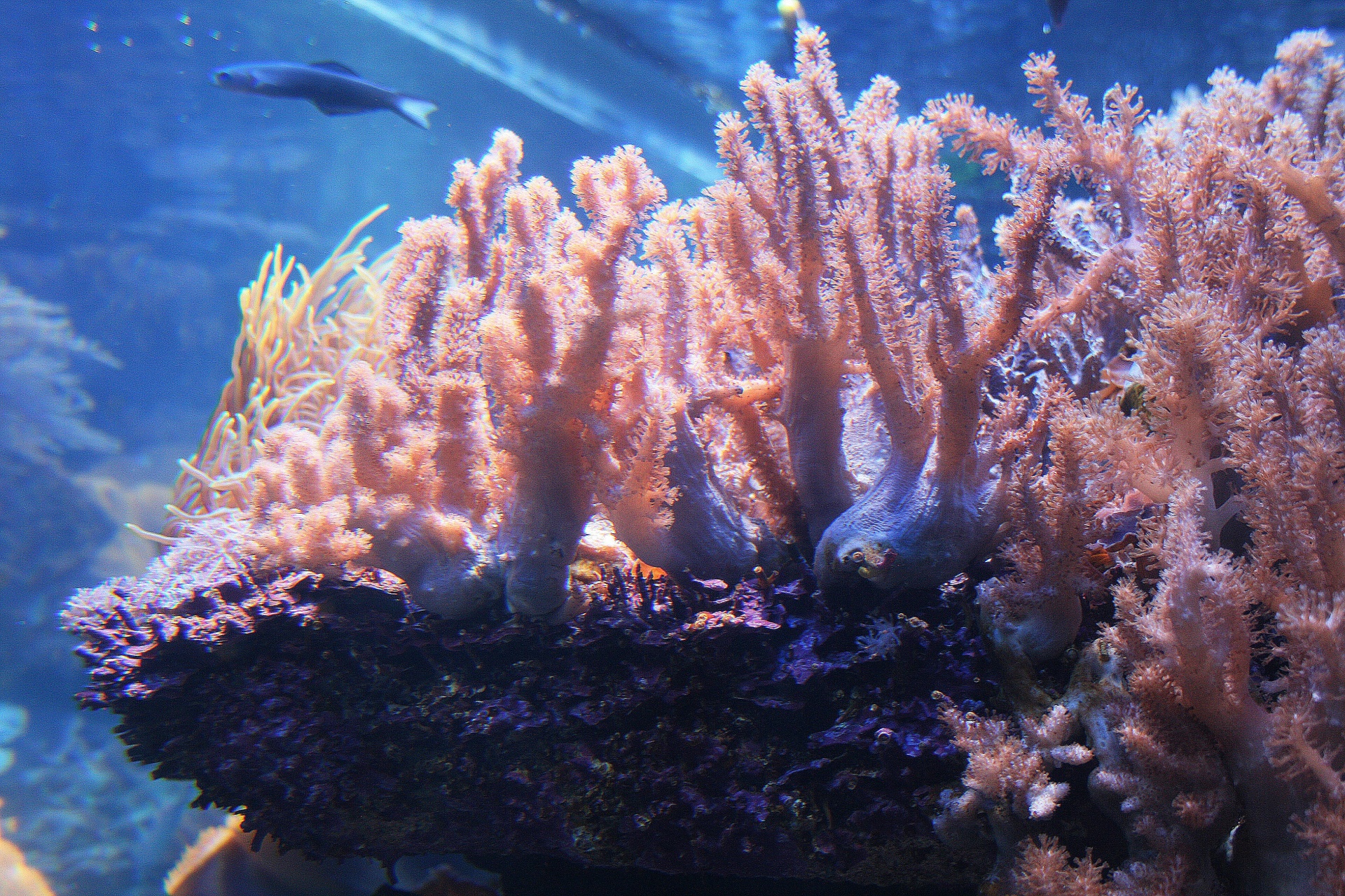 Coral vivo no aquário