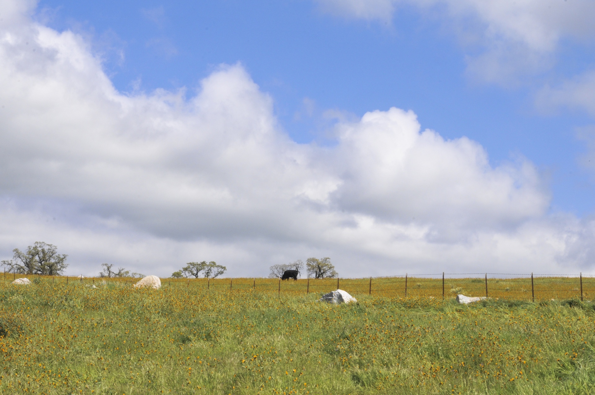 Vaca solitária no prado de florescência