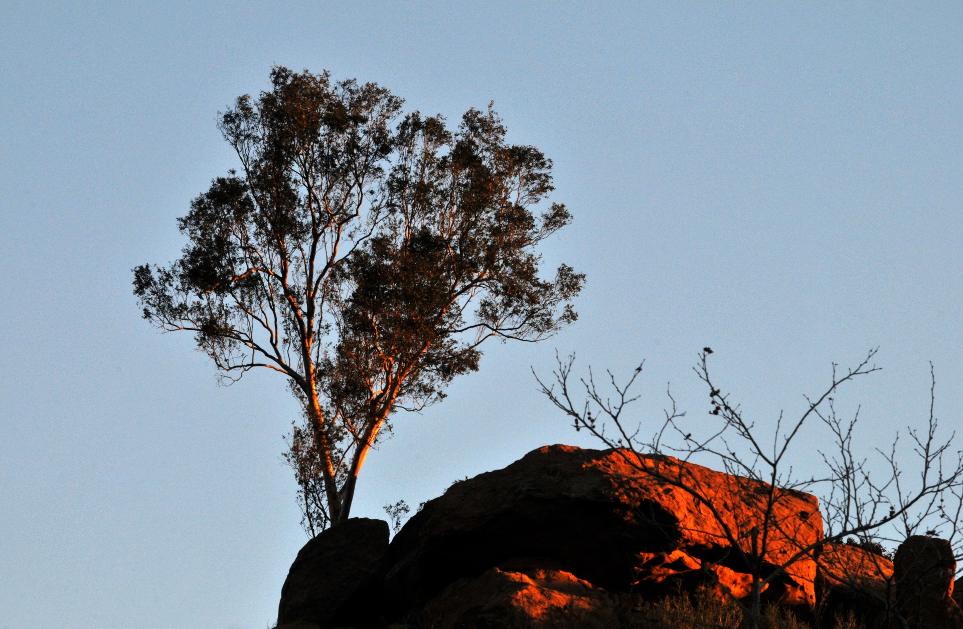 Lone Tree On Red Rock