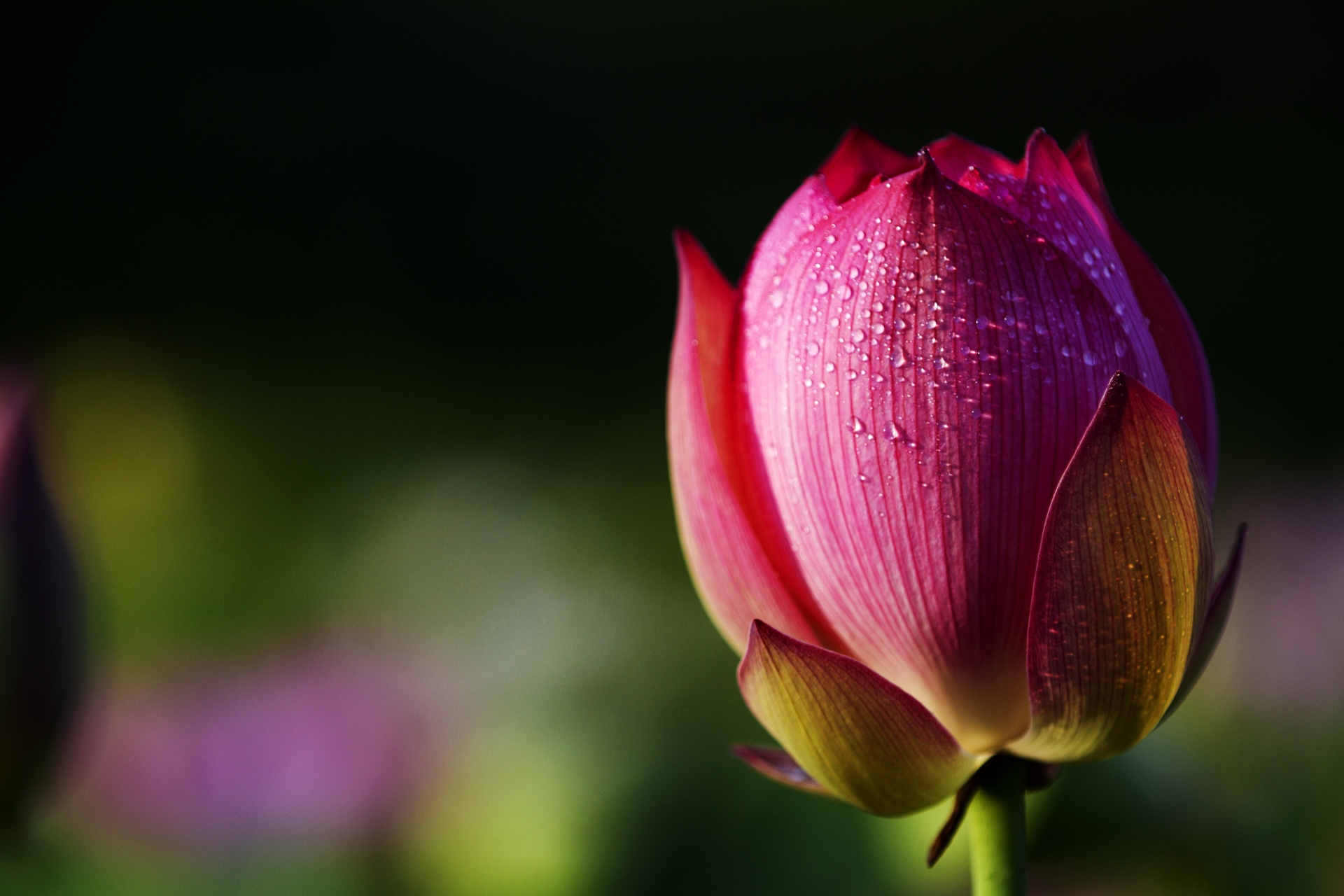 Lotus Rose On Green Background