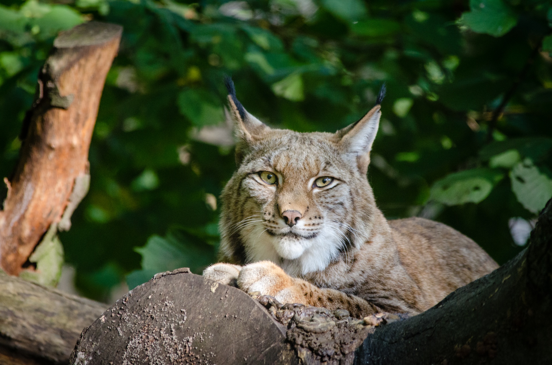 Lynx, volně žijících živočichů