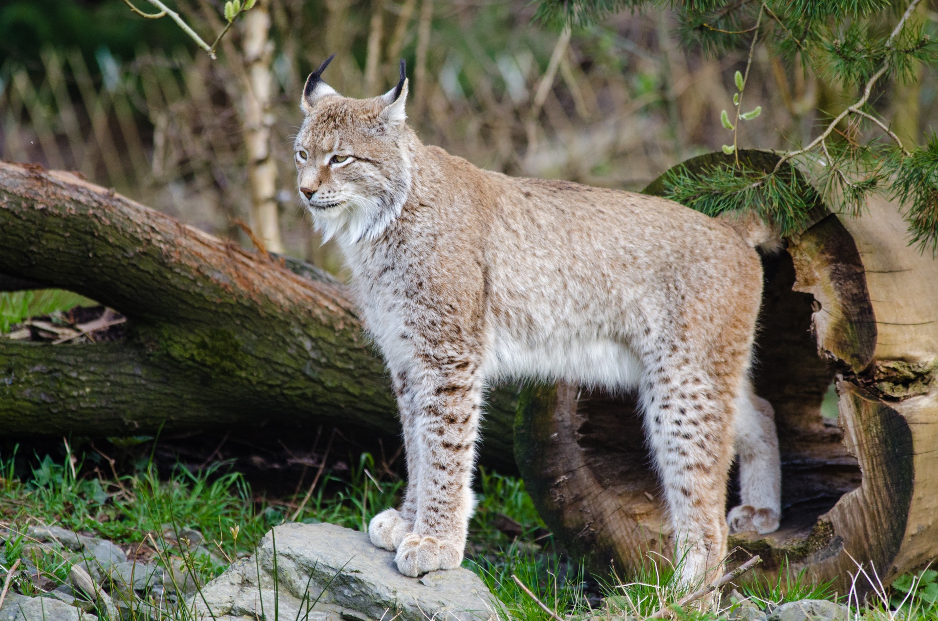 Lynx, Vie Sauvage