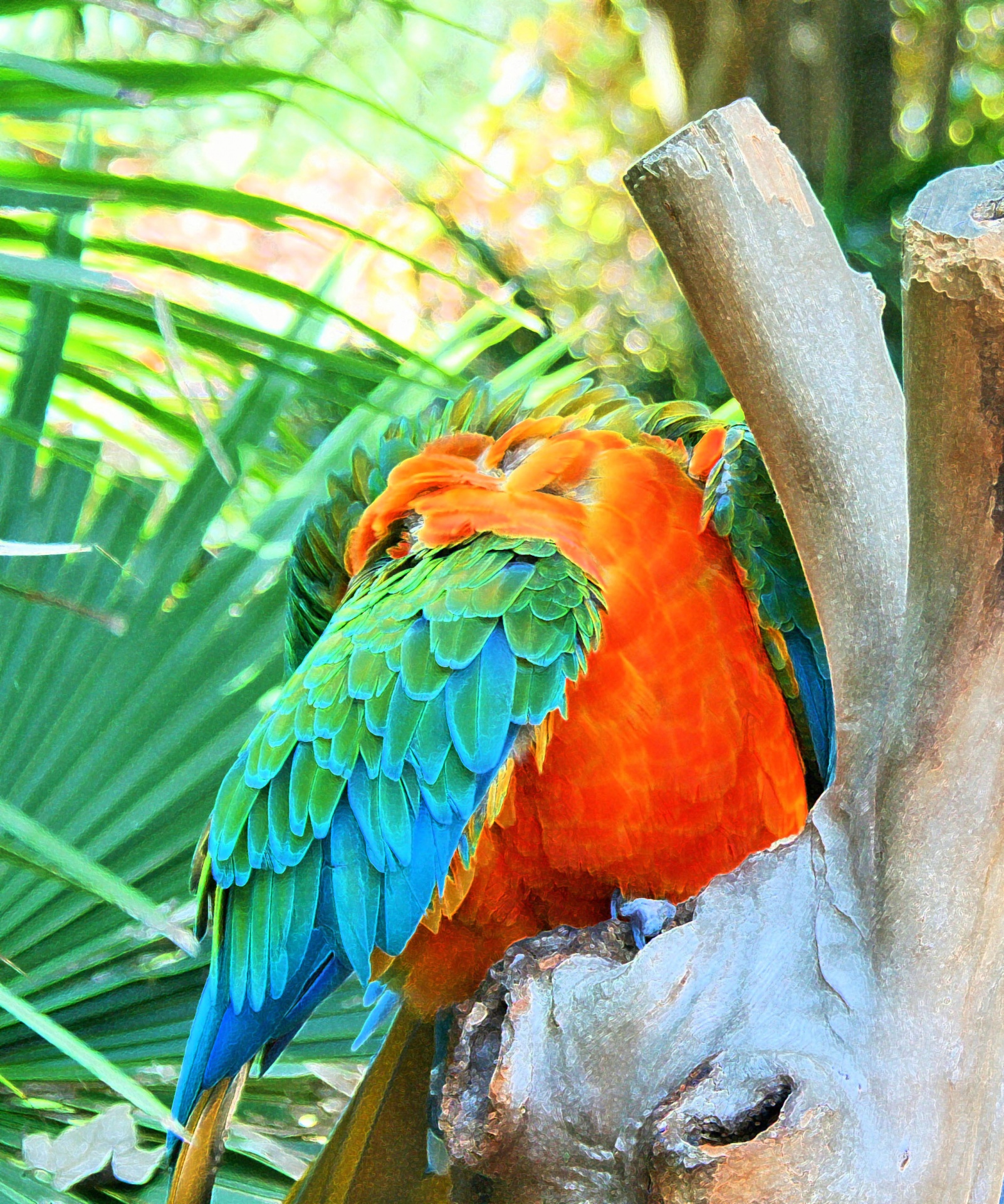 Macaw loro aseo con el pico bajo el ala