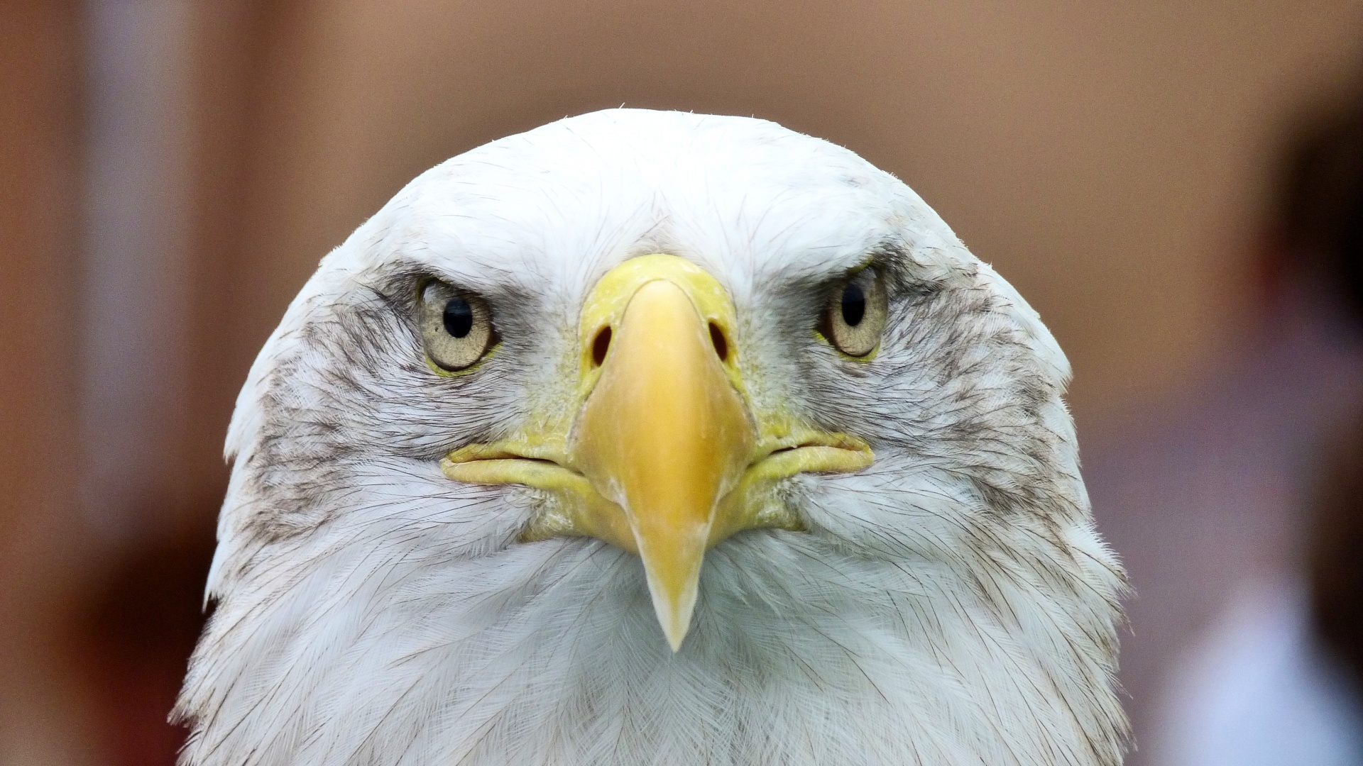 Bella Bald Eagle
