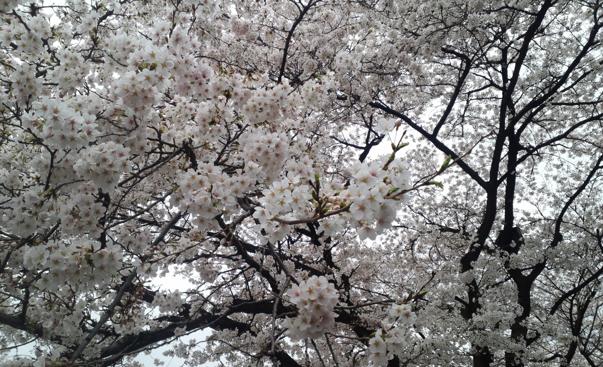 Flores de cerejeira bonitas