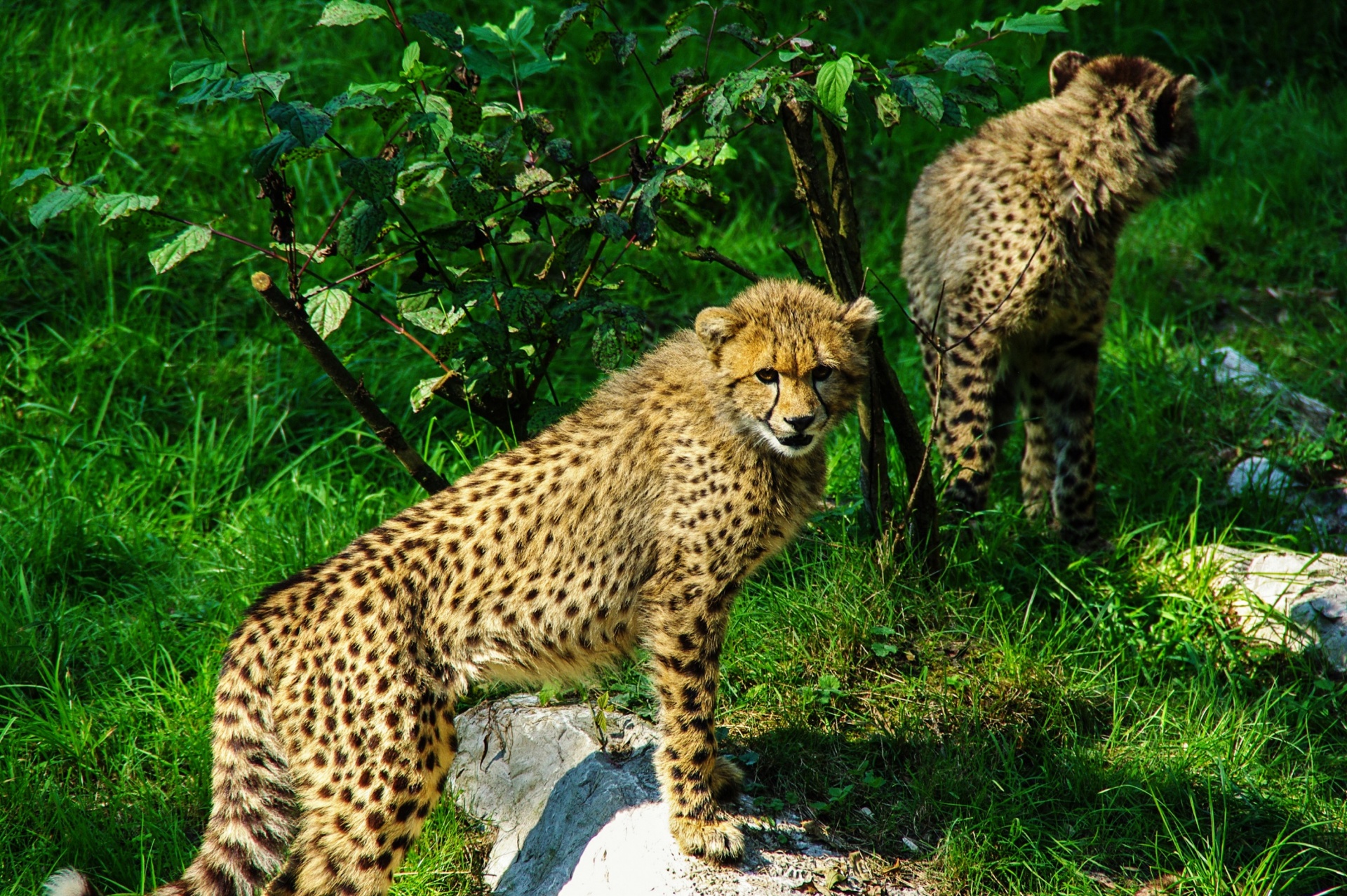 Casal bonito de Cheetahs