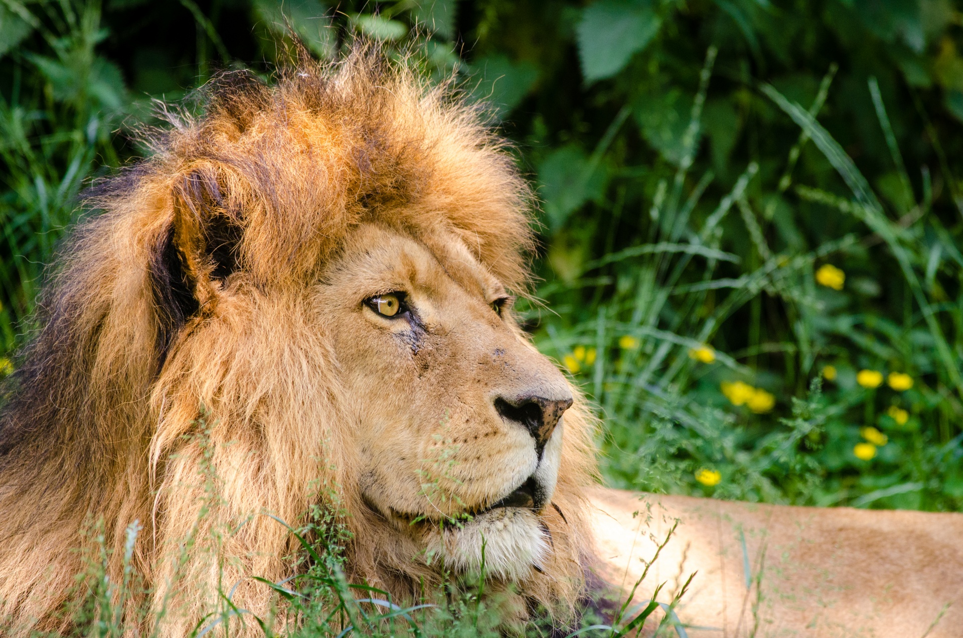 アフリカの壮大なライオン