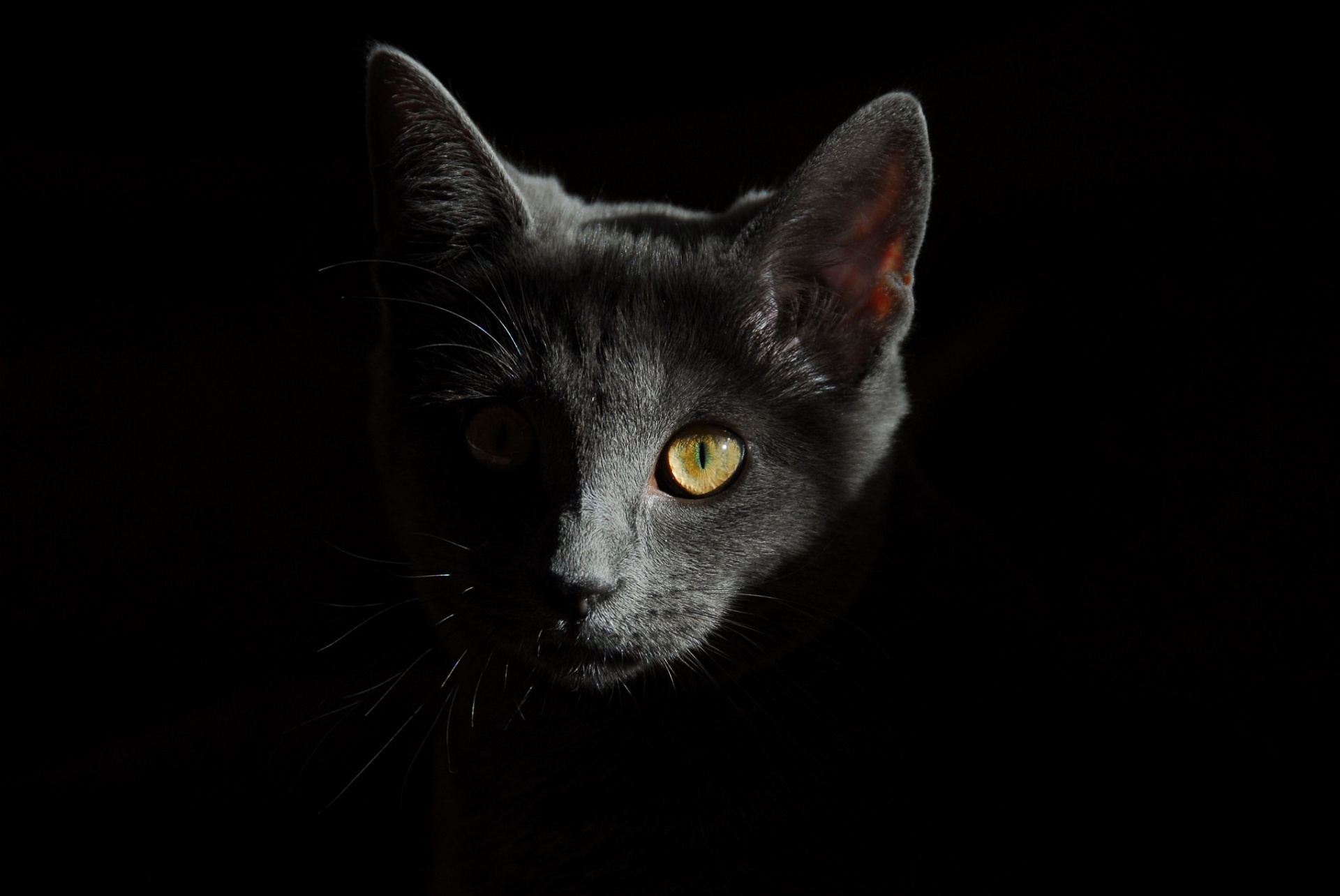 Magnificent Portrait Of Cat