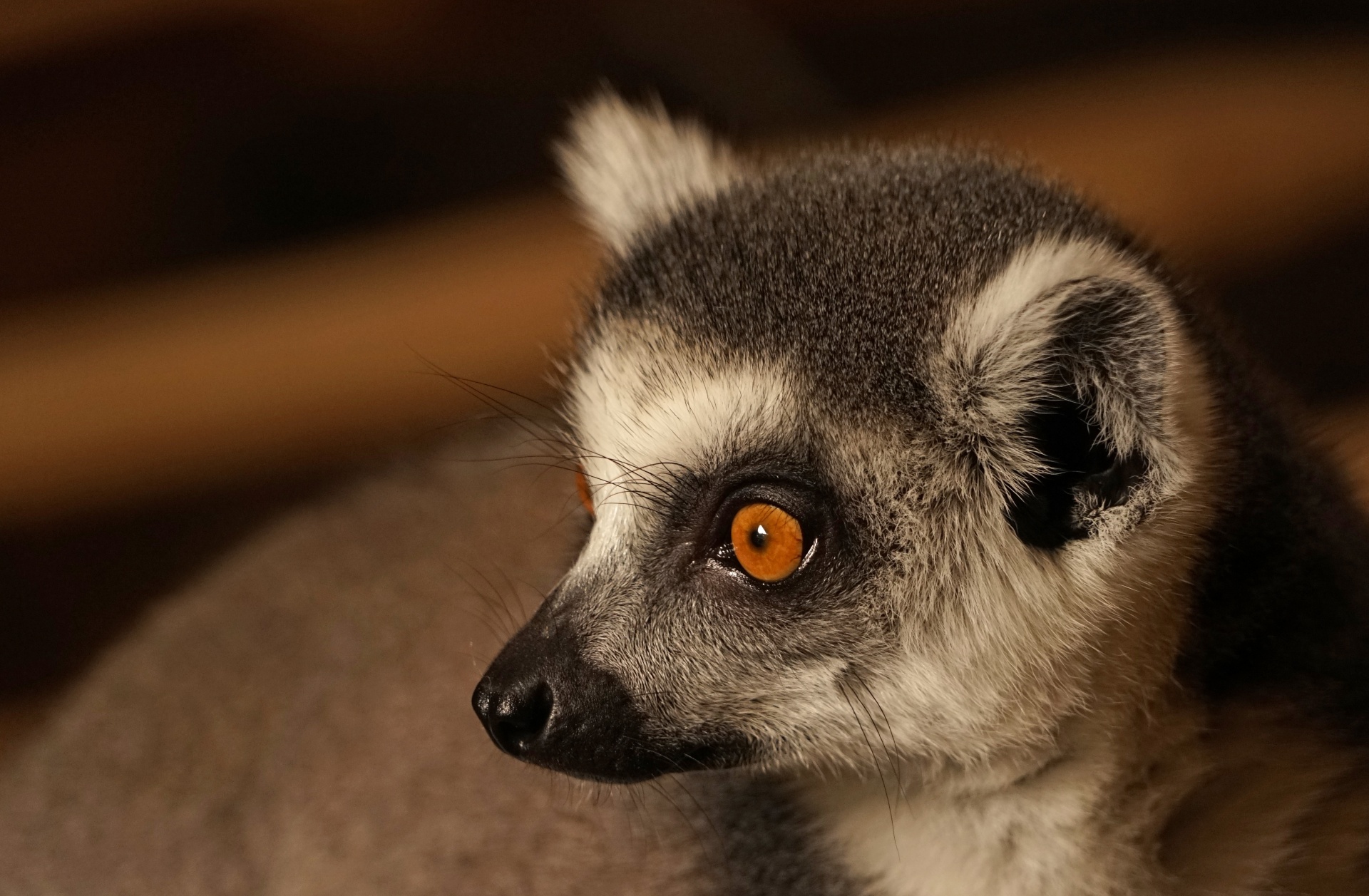 Magnificent Portrait Of Lemur