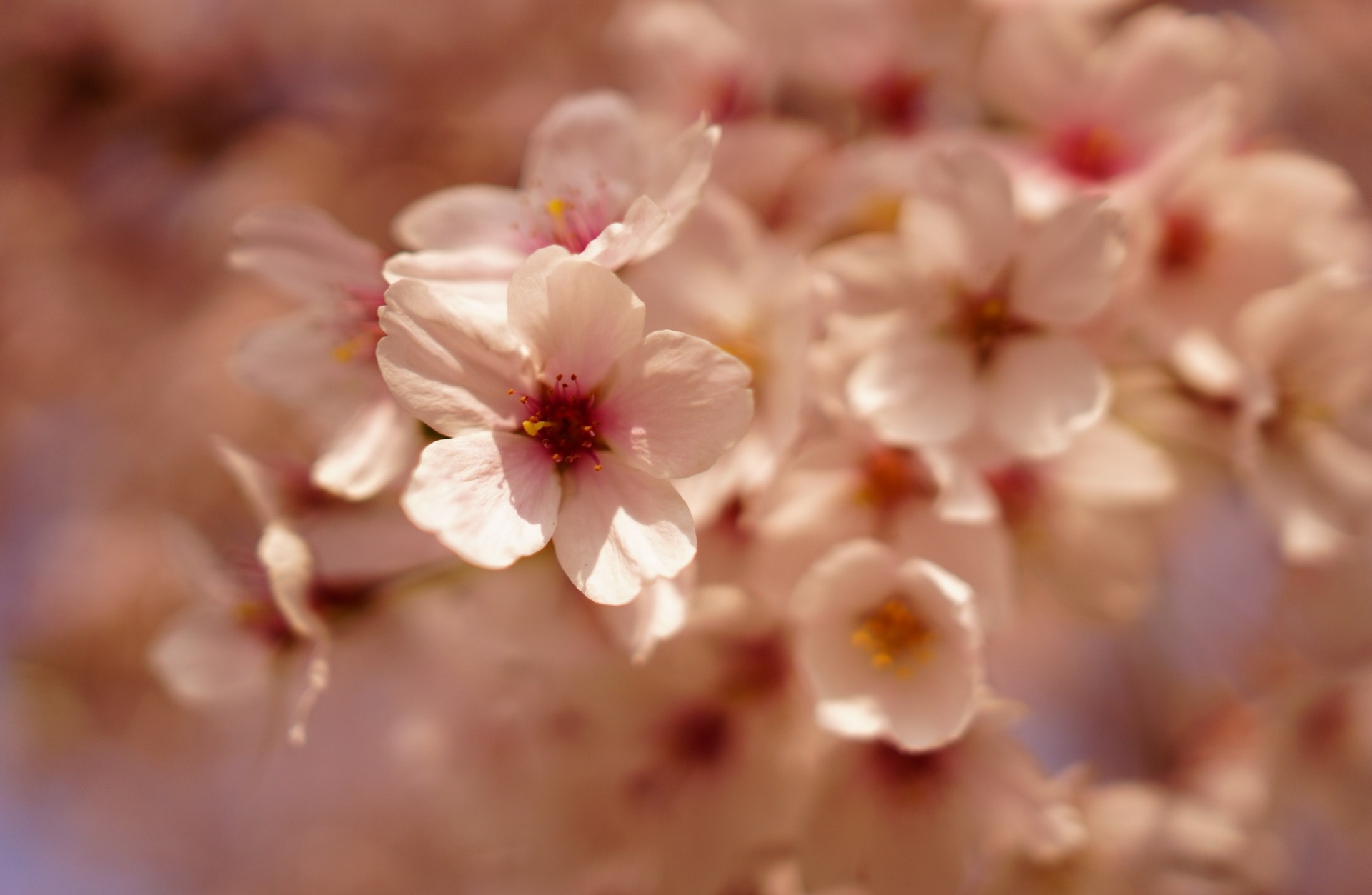 Flor de cerejeira bonita