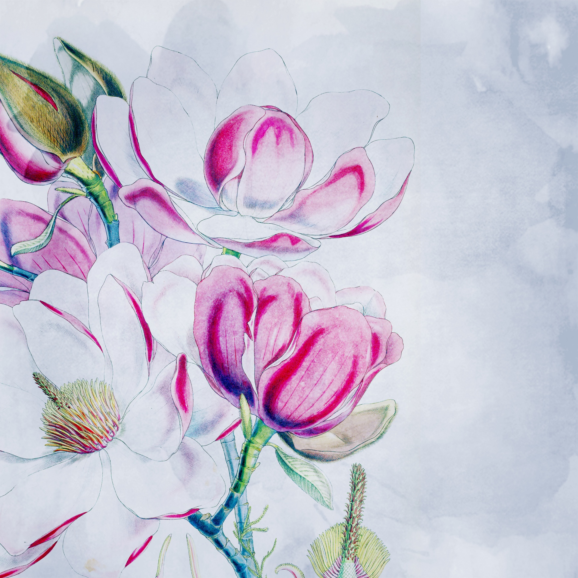 マグノリアの花の背景紙