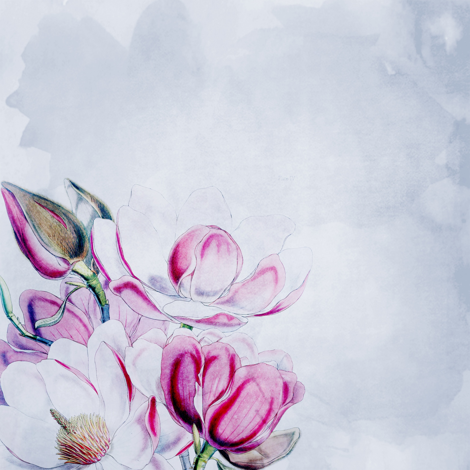 マグノリアの花の壁紙