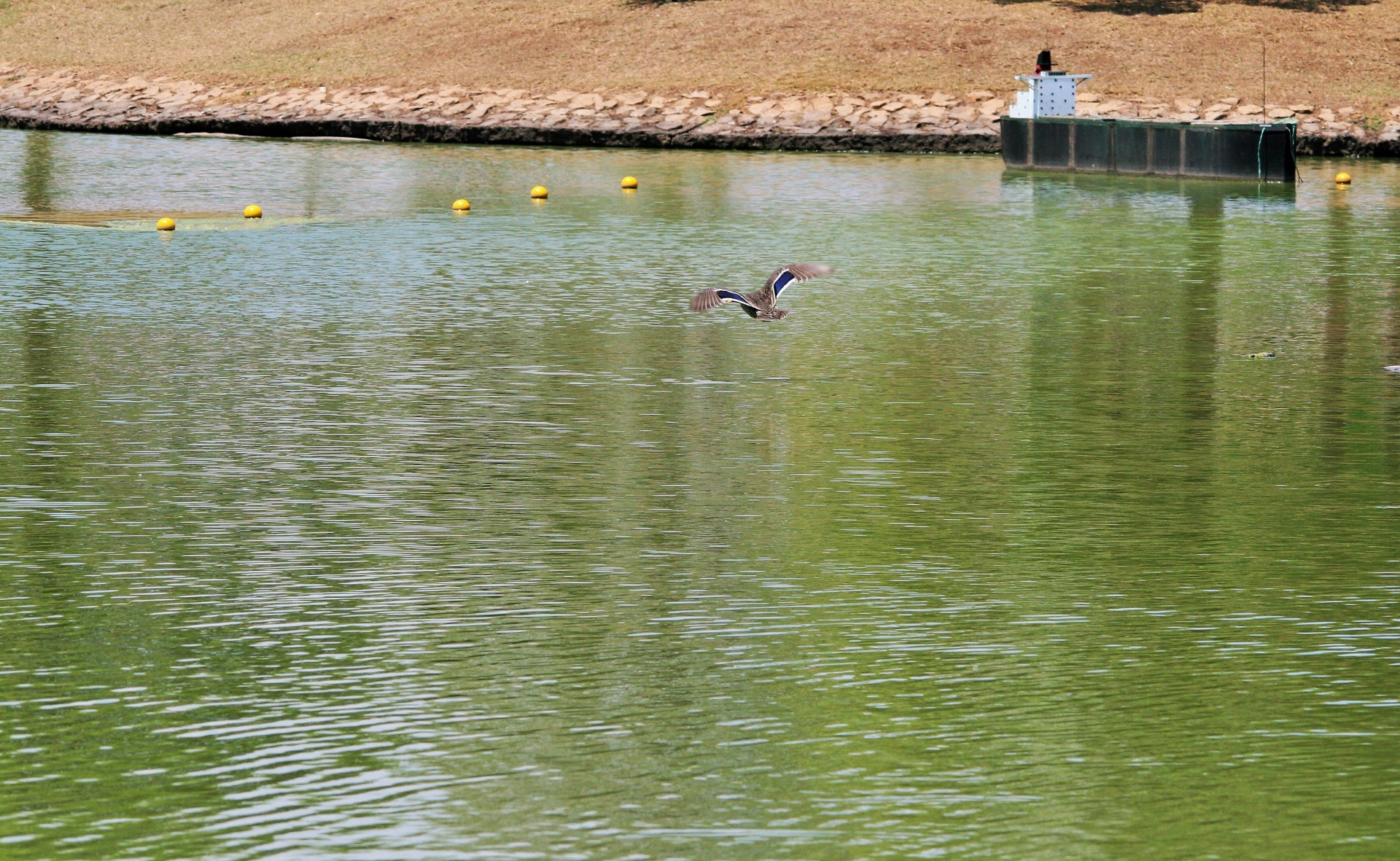 池の上にマガモ飛行