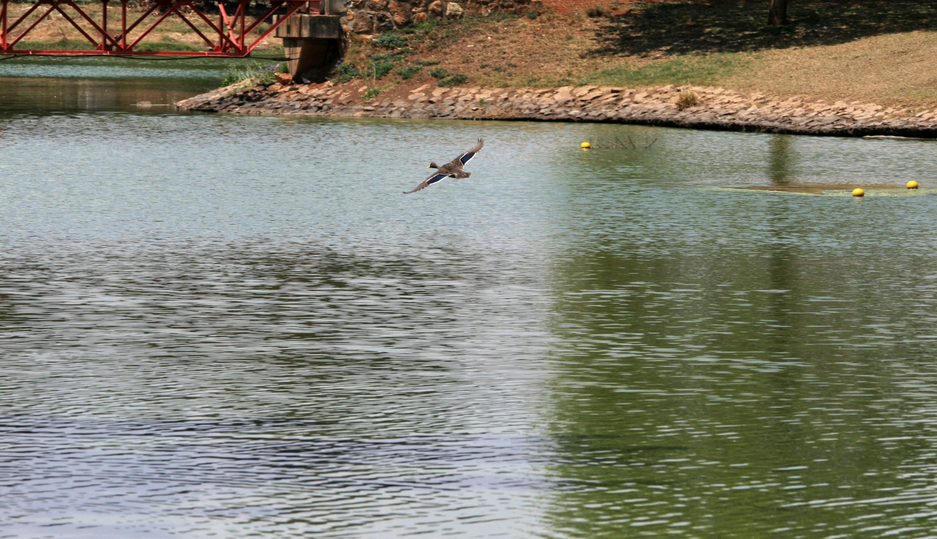 Pato do pato selvagem em vôo sobre a águ