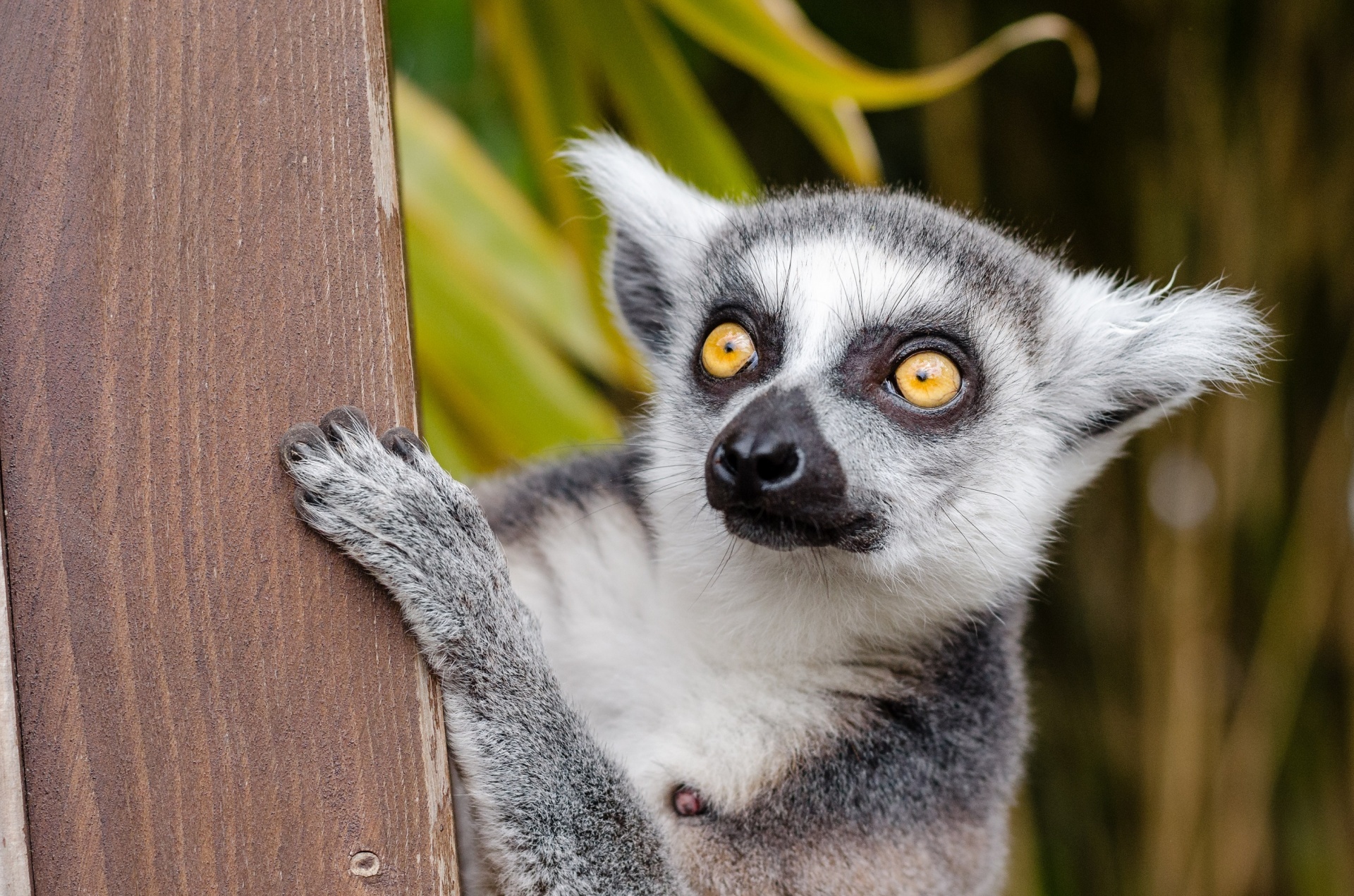 Lemur lindo de Madagascar