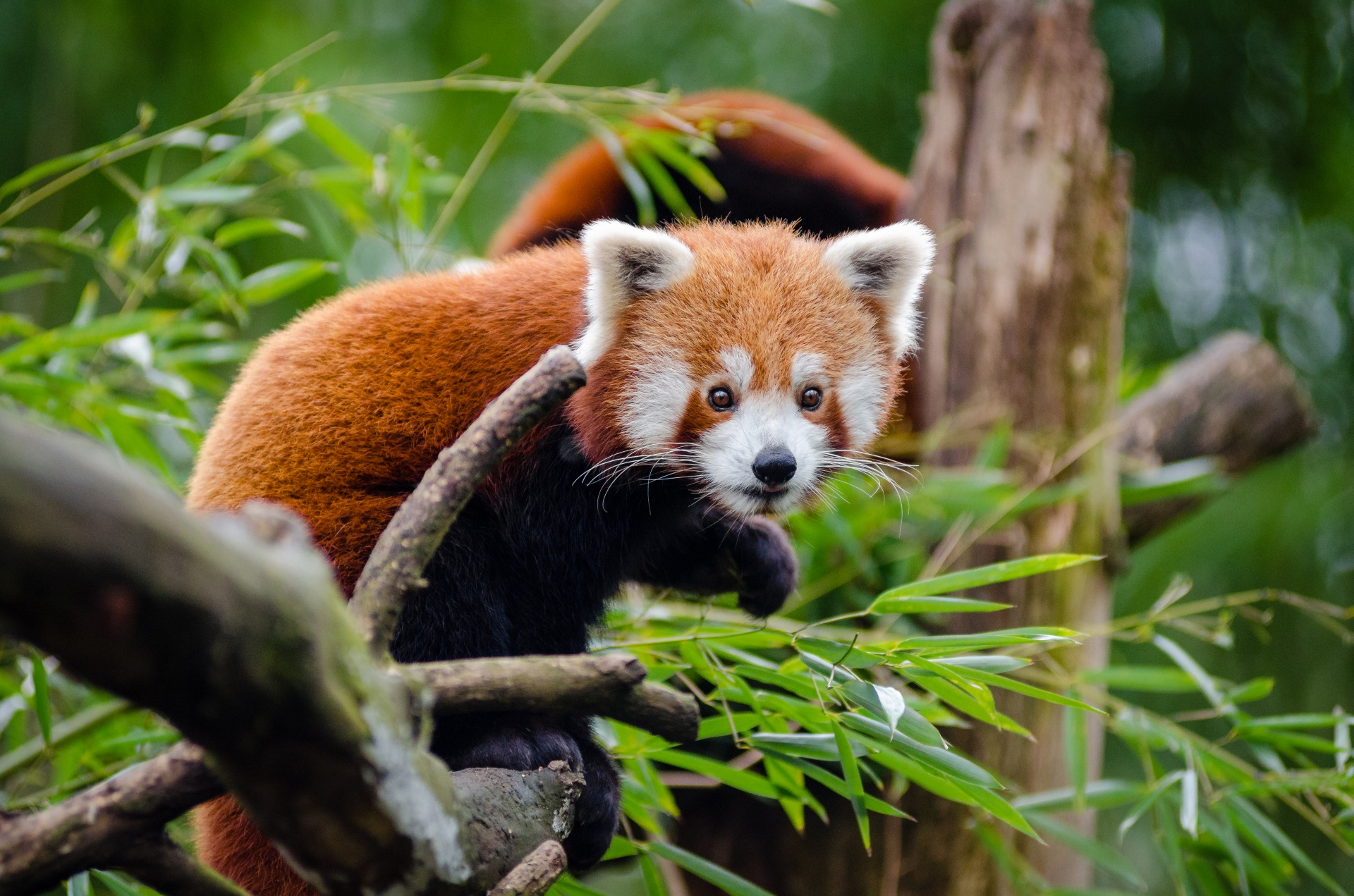 Panda roja linda
