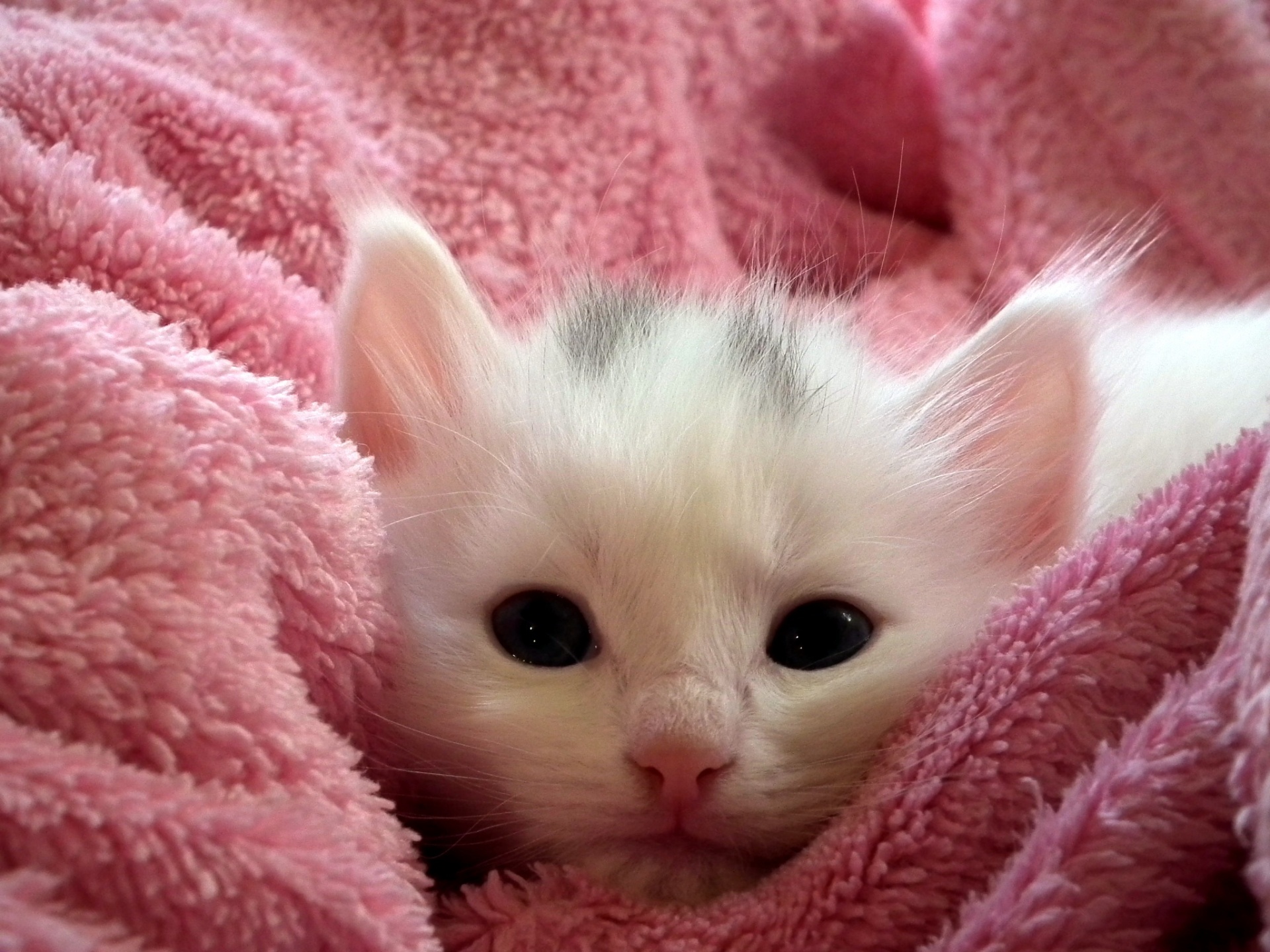 Симпатичные Маленький котенок