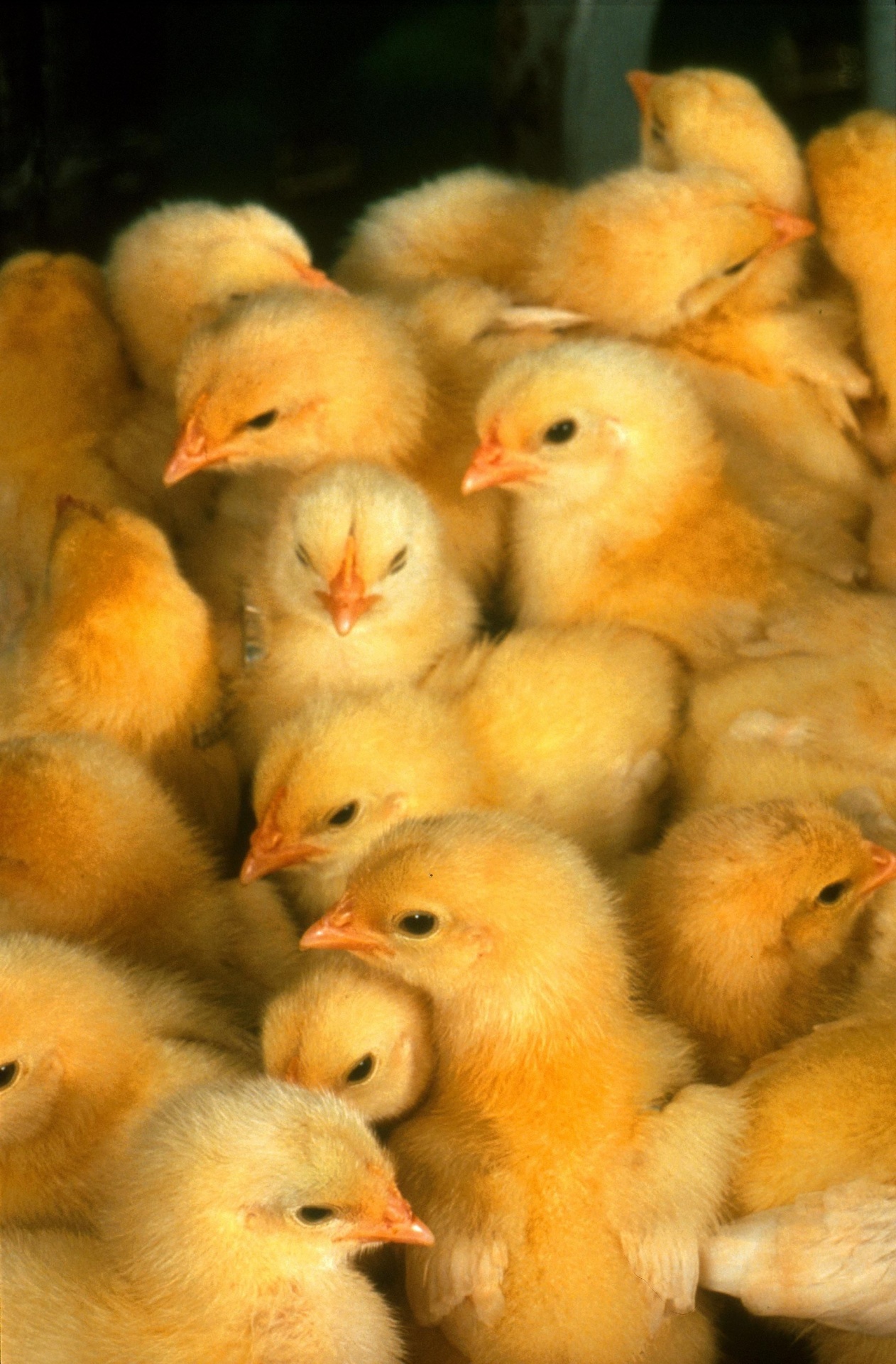 Cute Yellow Chicks
