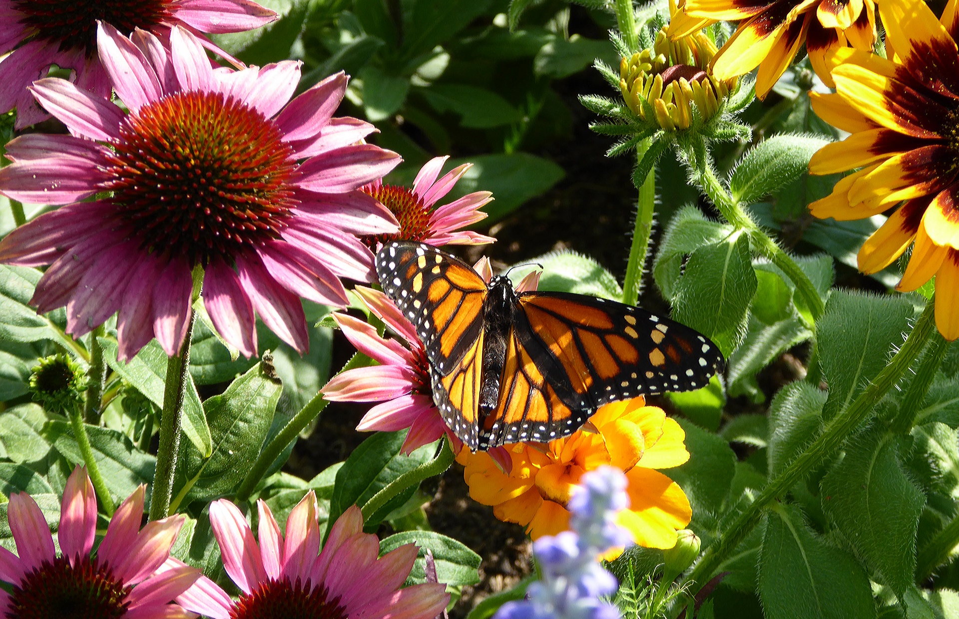 Borboleta de monarca em Flores