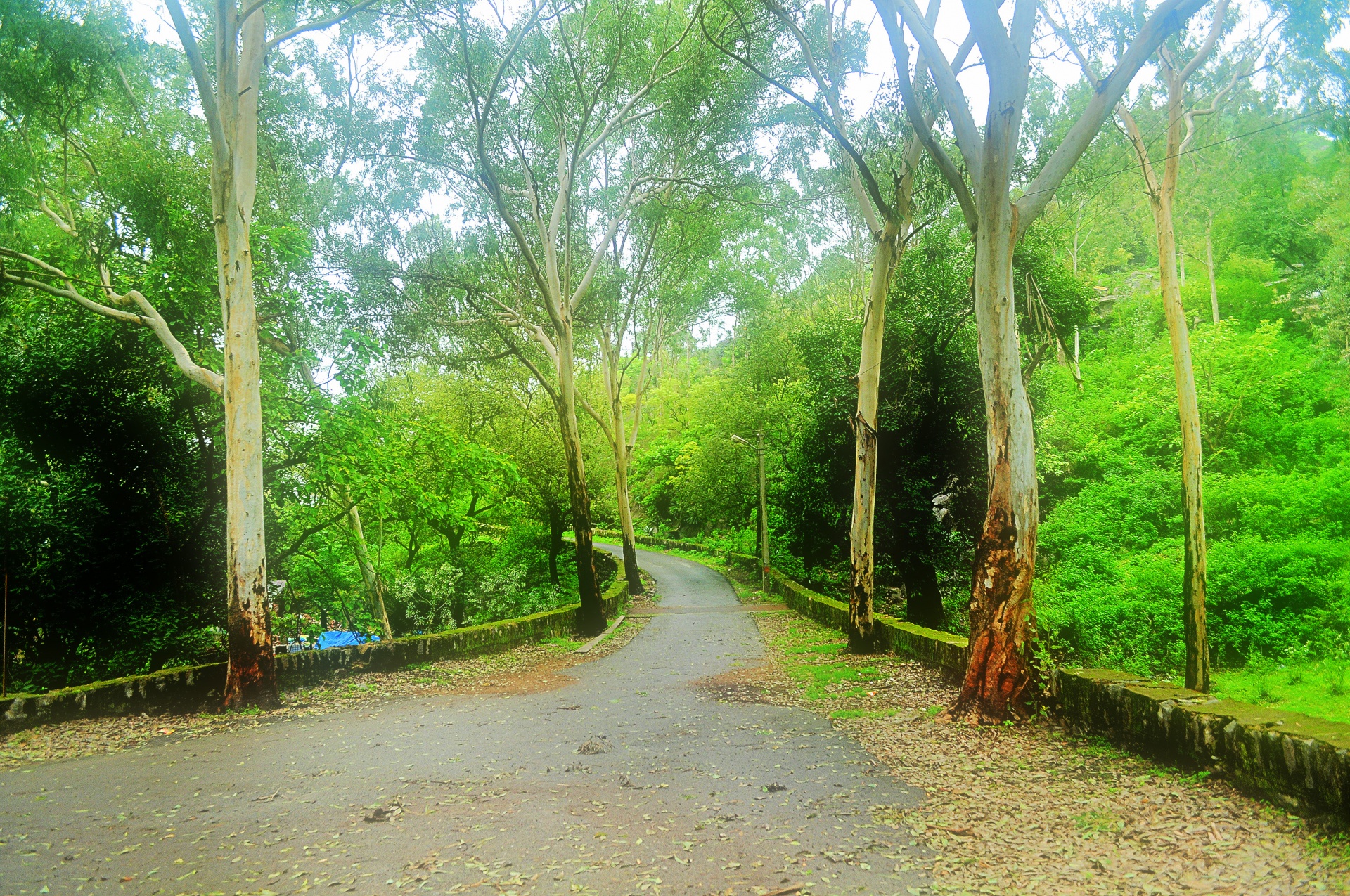 Camino forestal del monzón