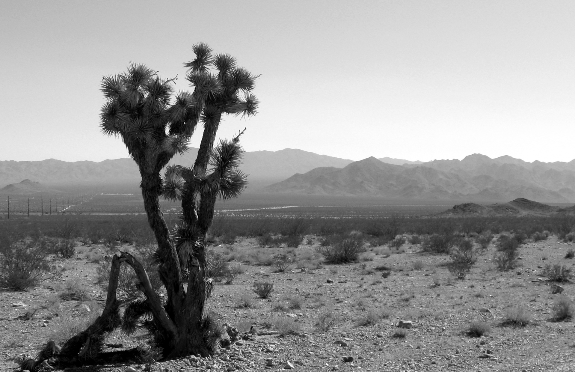 ネバダ砂漠サボテン風景