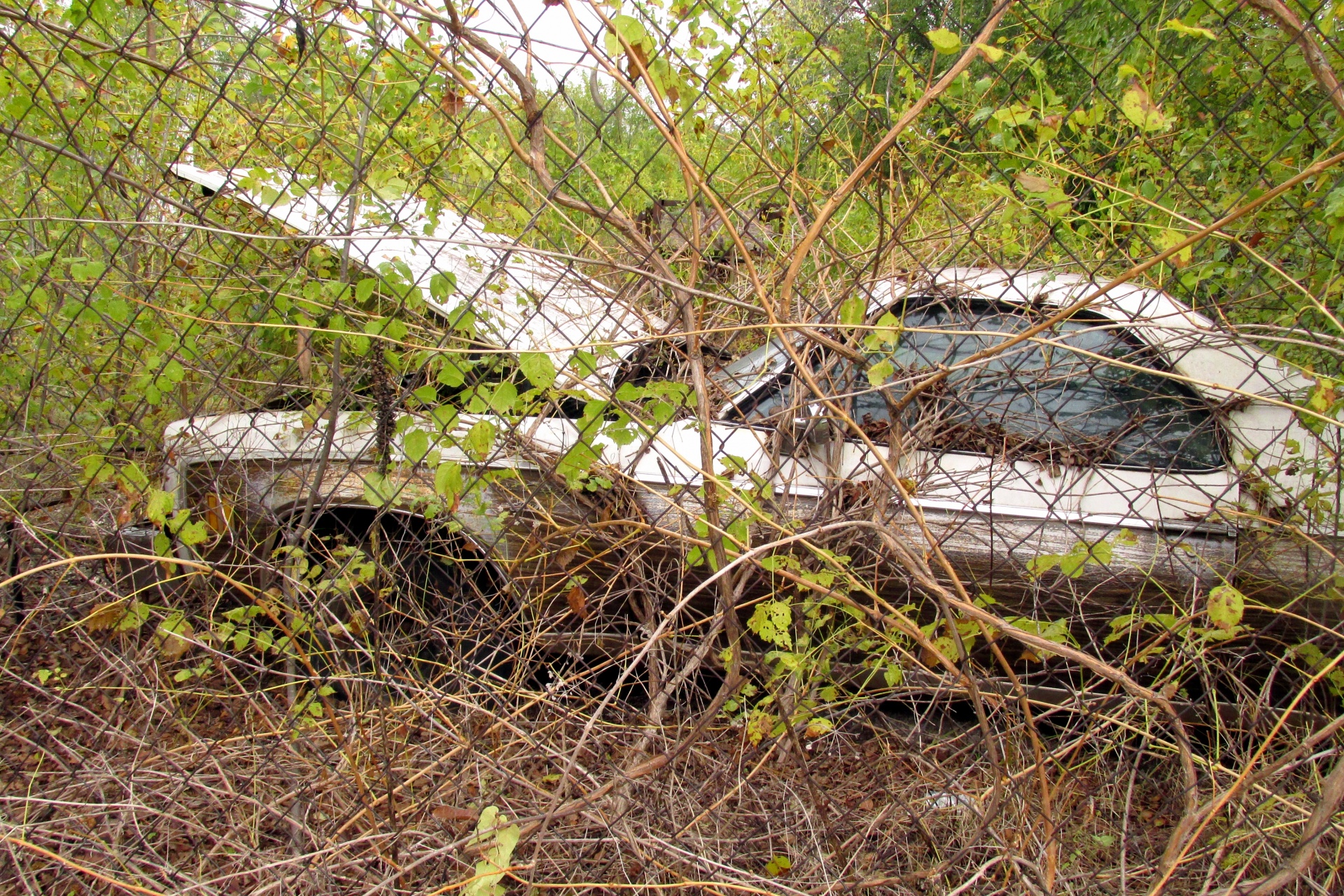 雑草の古い放棄された車