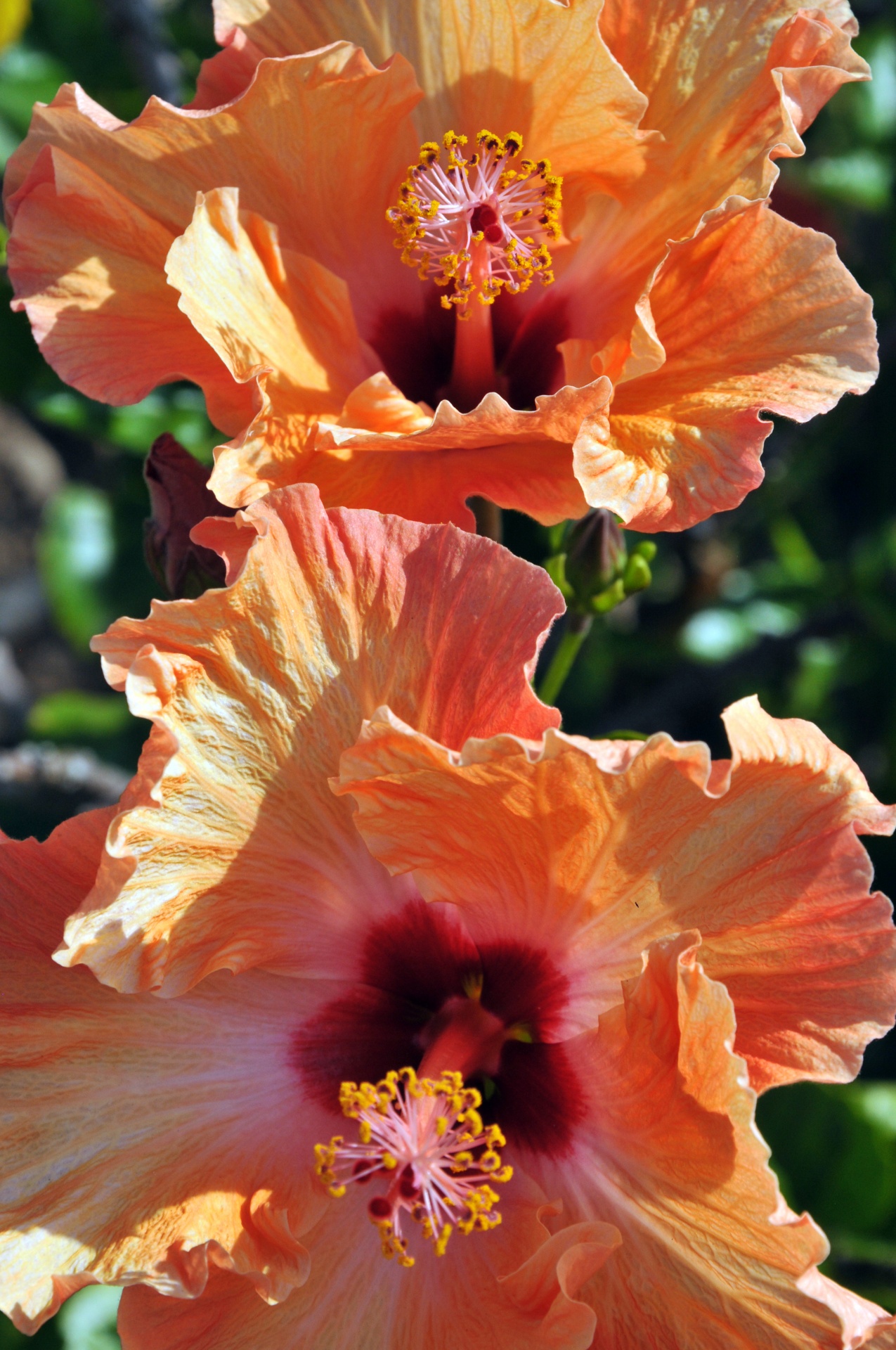 Orange Hibiscus Blooms