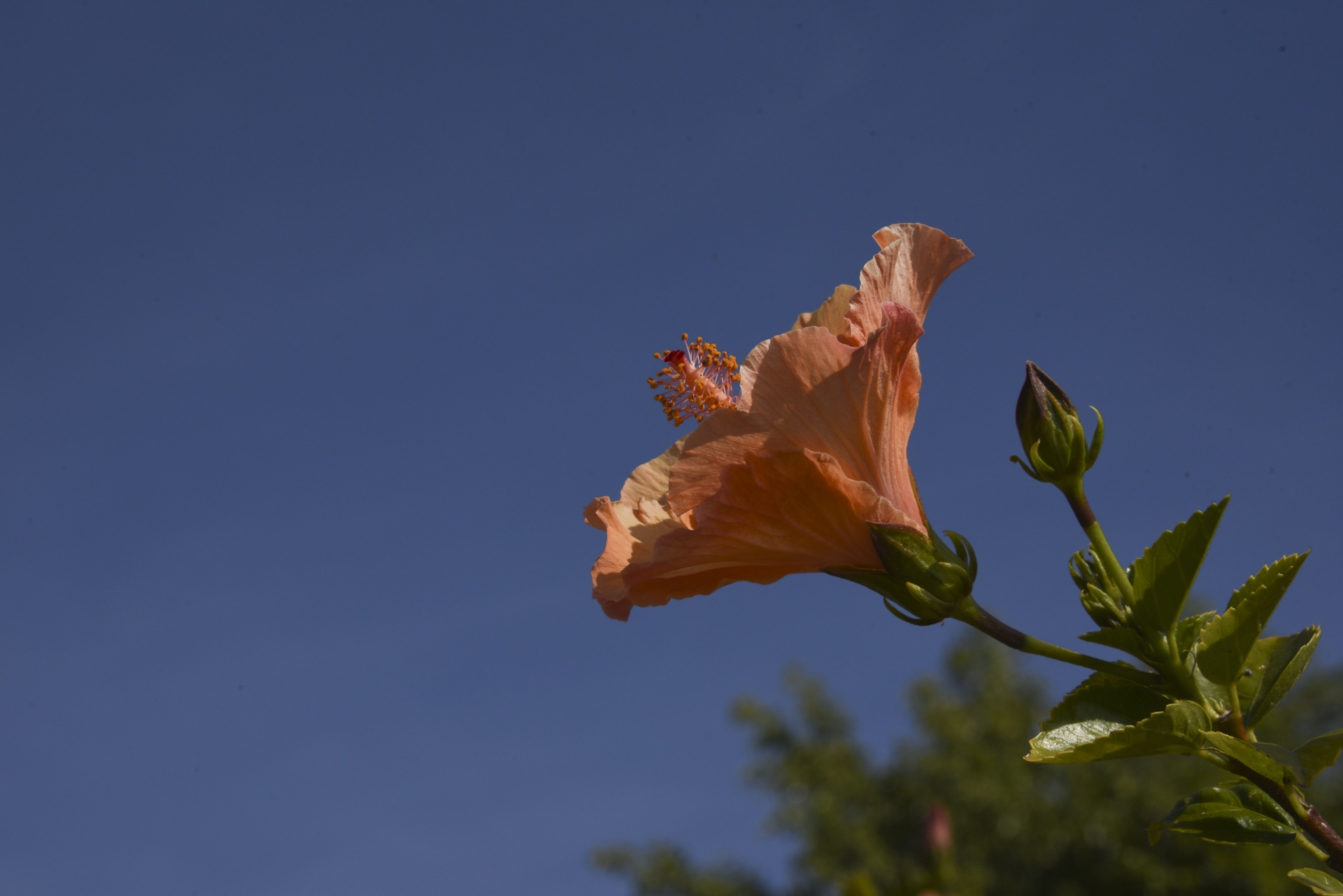 Hibiscus alaranjado