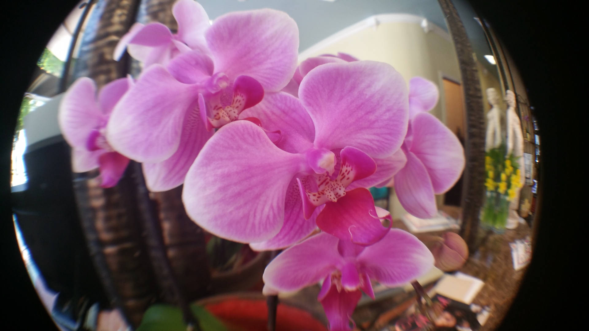 Orquídeas Close up