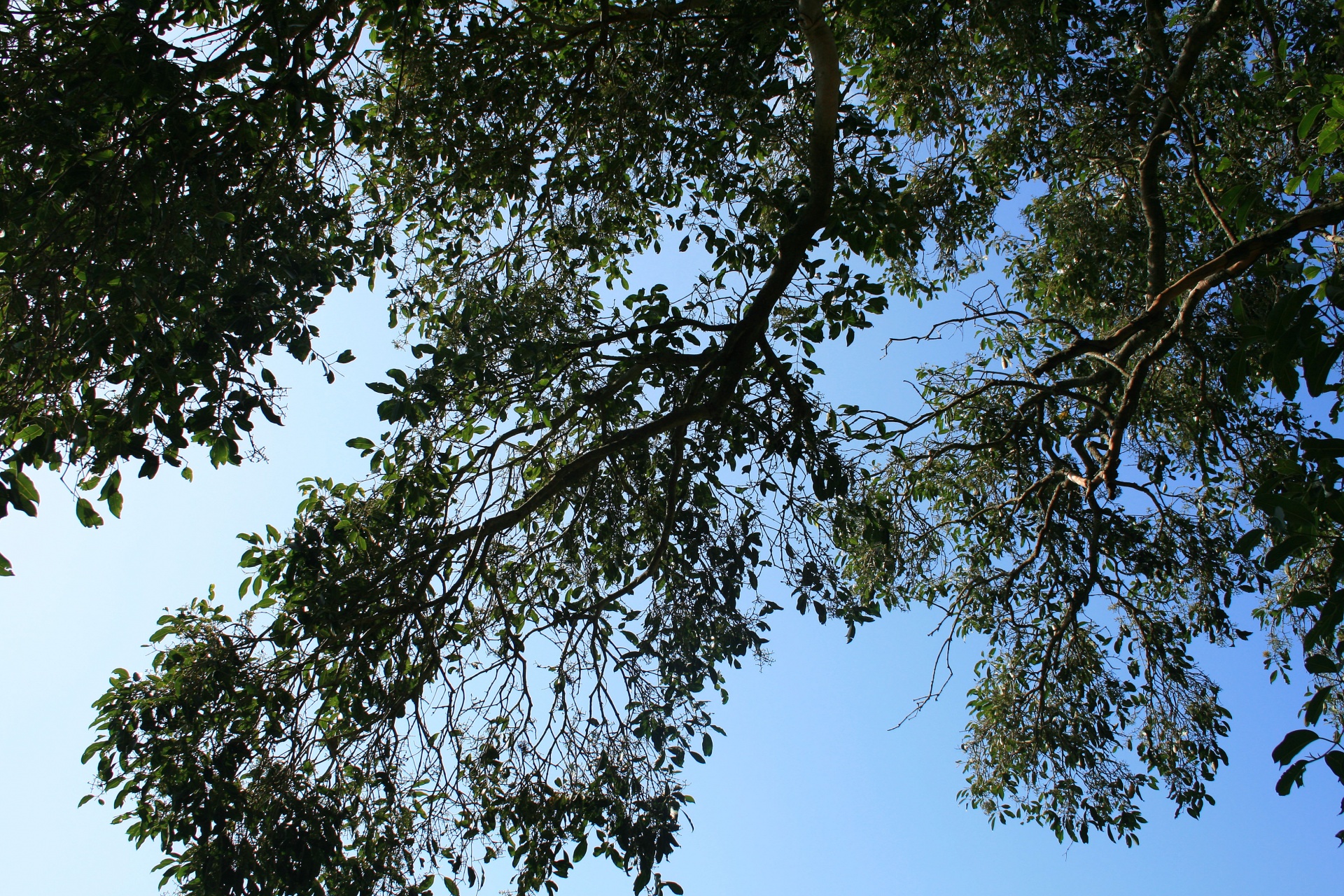 Overhang de galhos de árvores