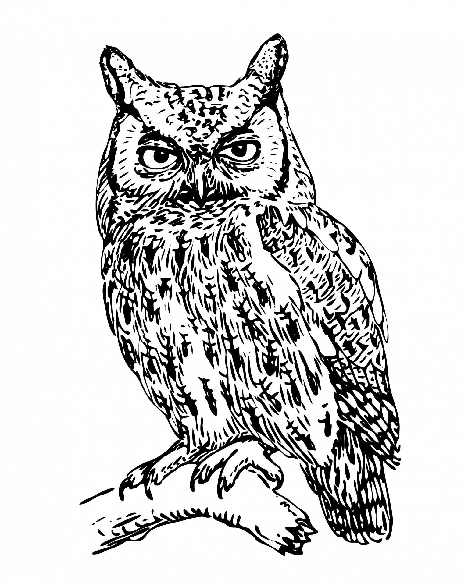 Owl Illustration Clipart Free Stock Photo - Public Domain ...