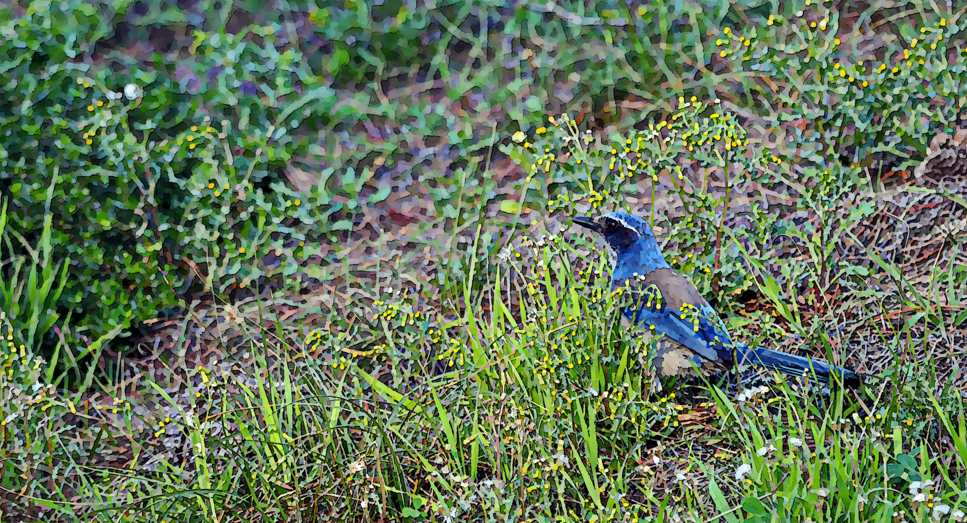 Pintado pájaro azul