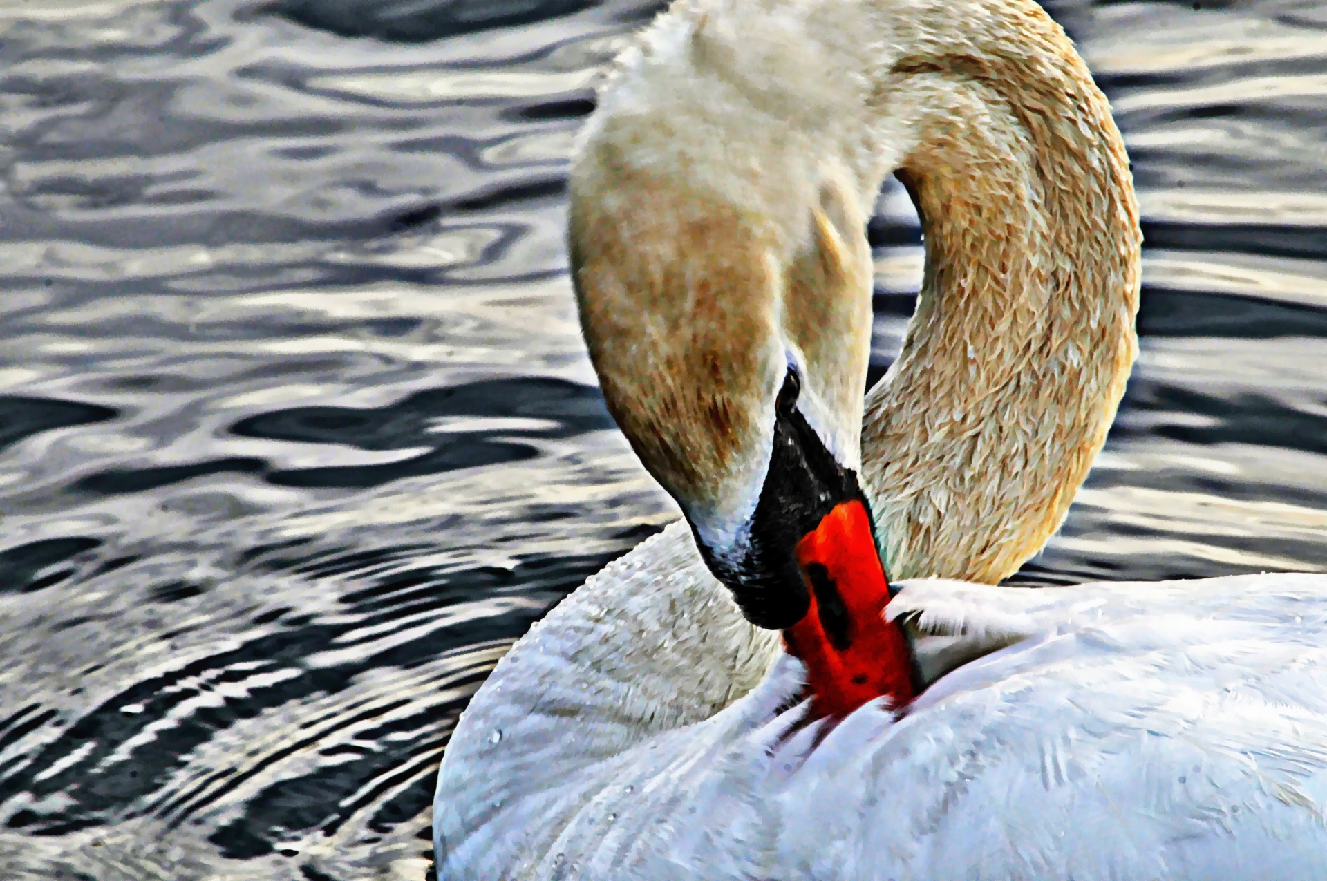 Swan pintada