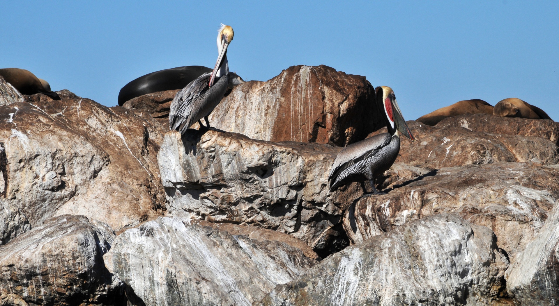 Par de pelicanos