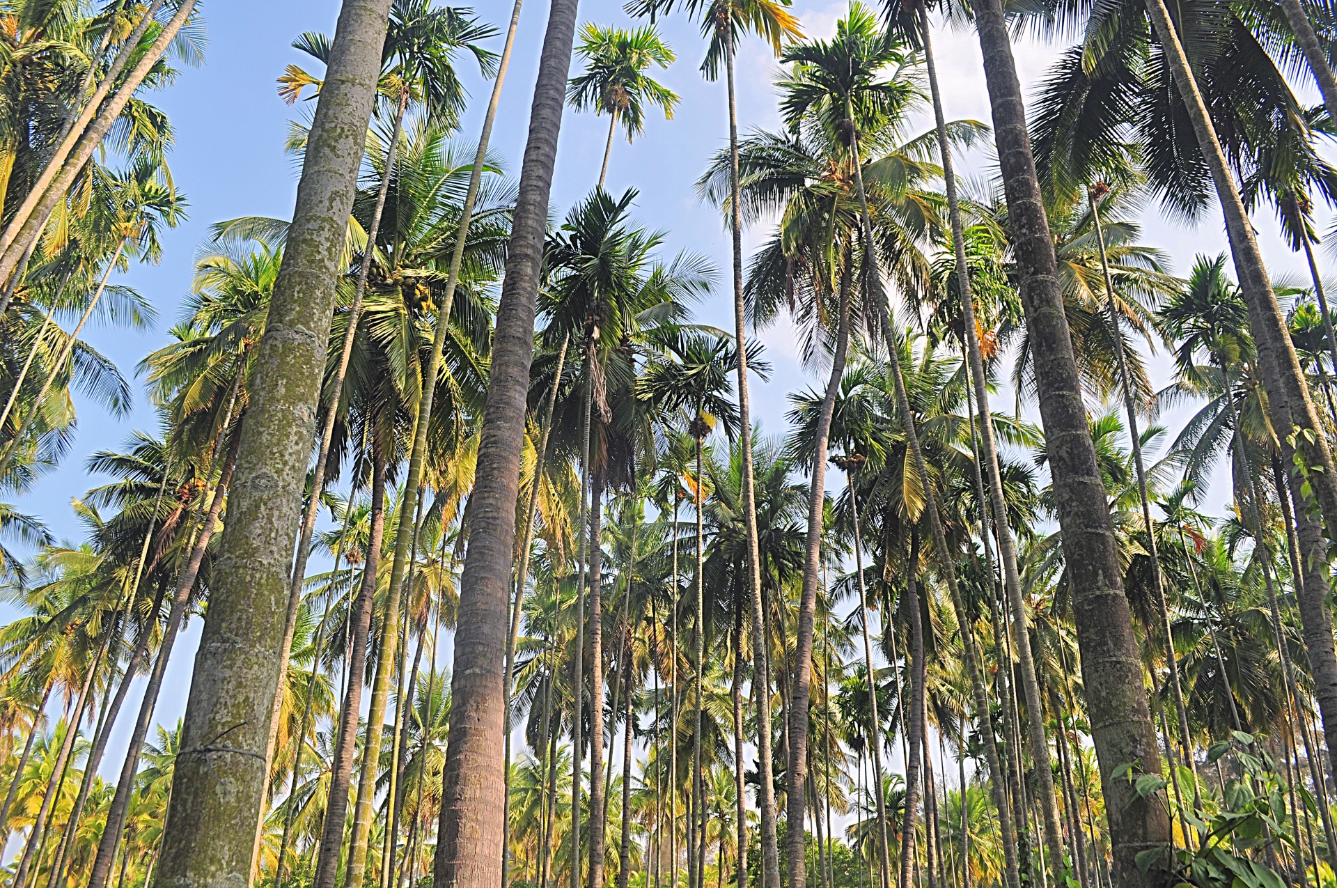 Floresta da palma 02