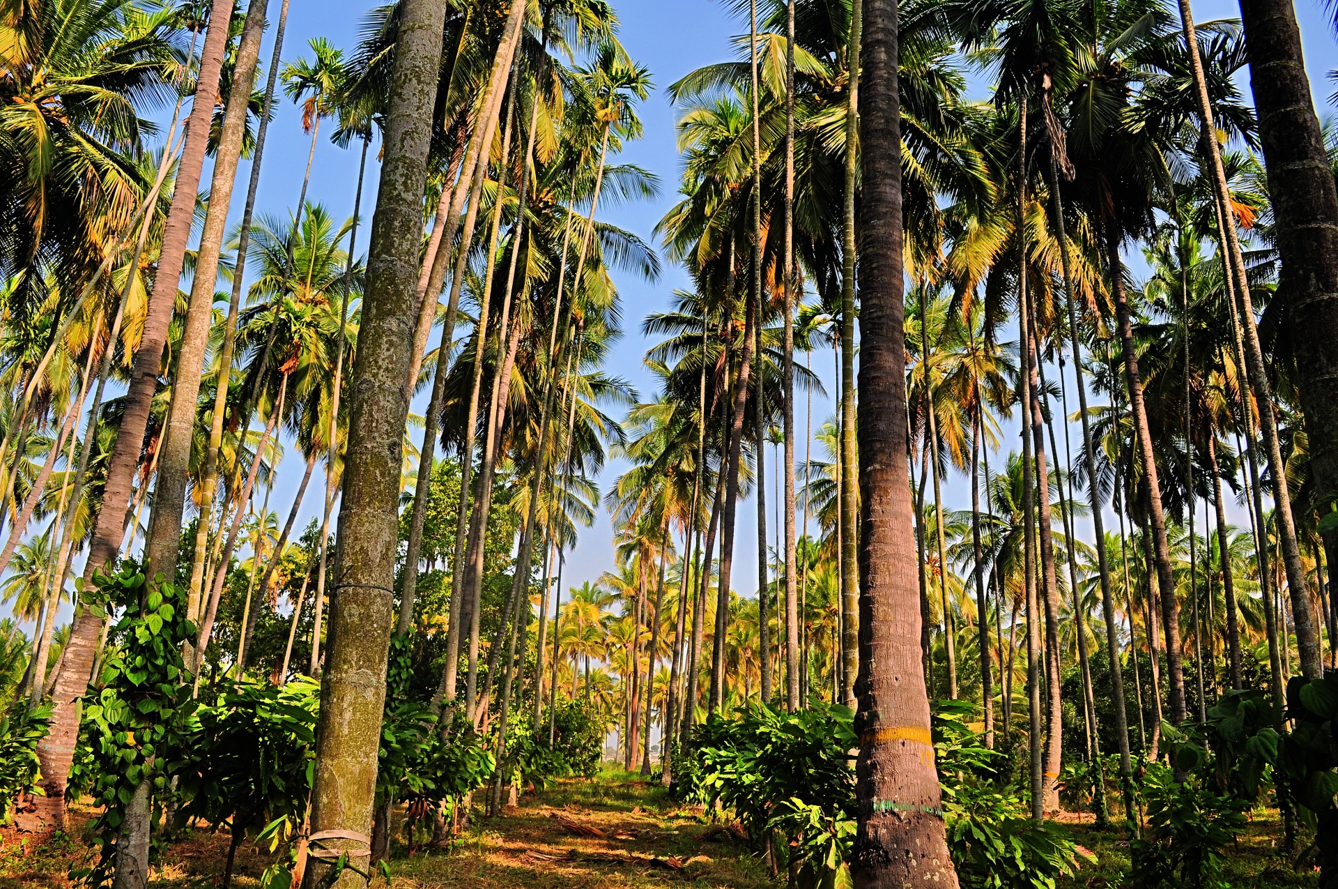 Floresta da palma