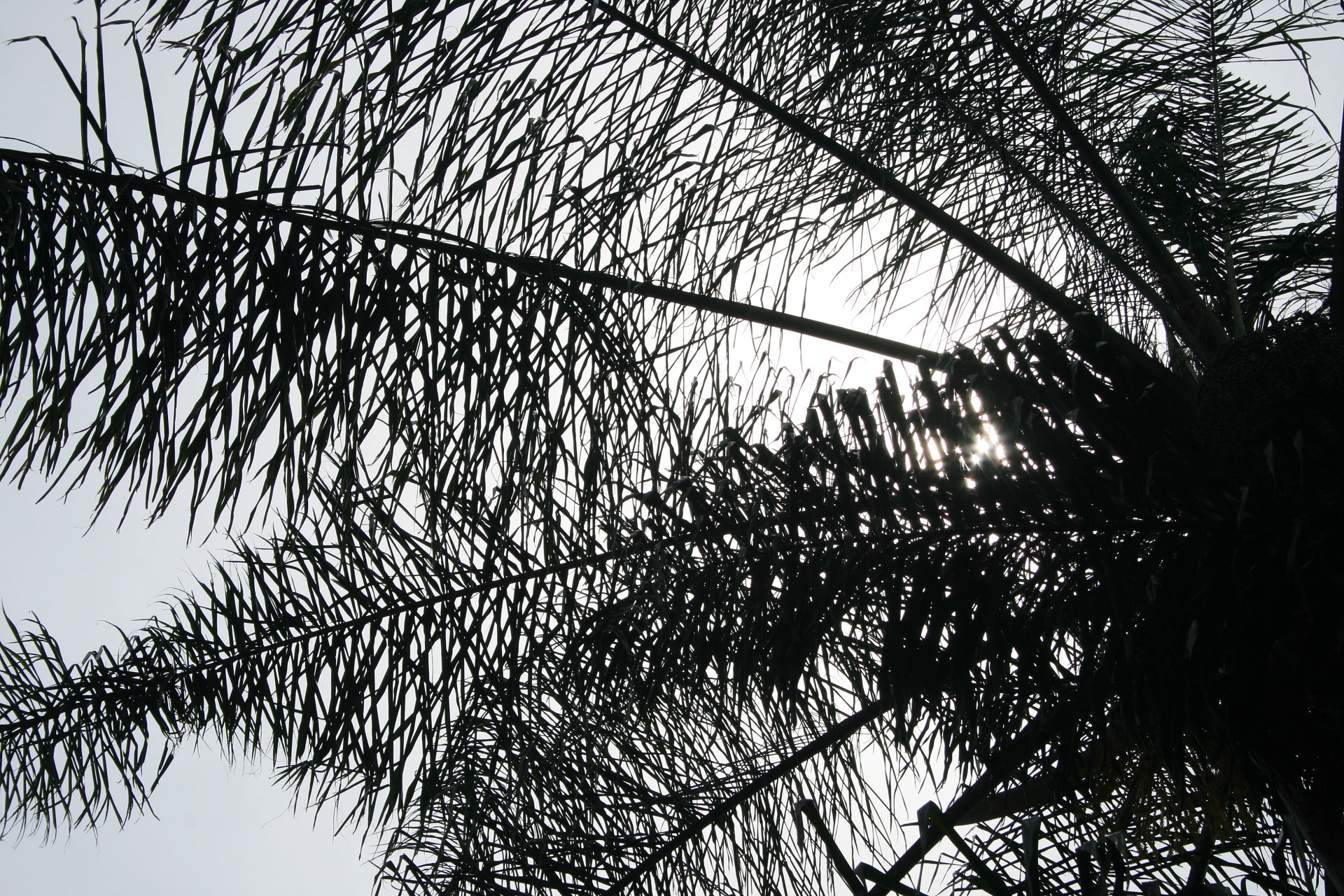 Palm silhueta da fronda
