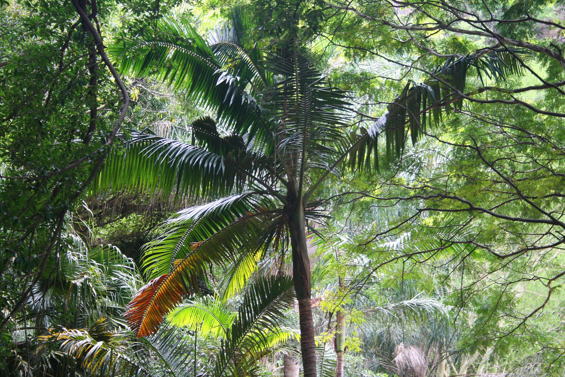 Palma na vegetação subtropical