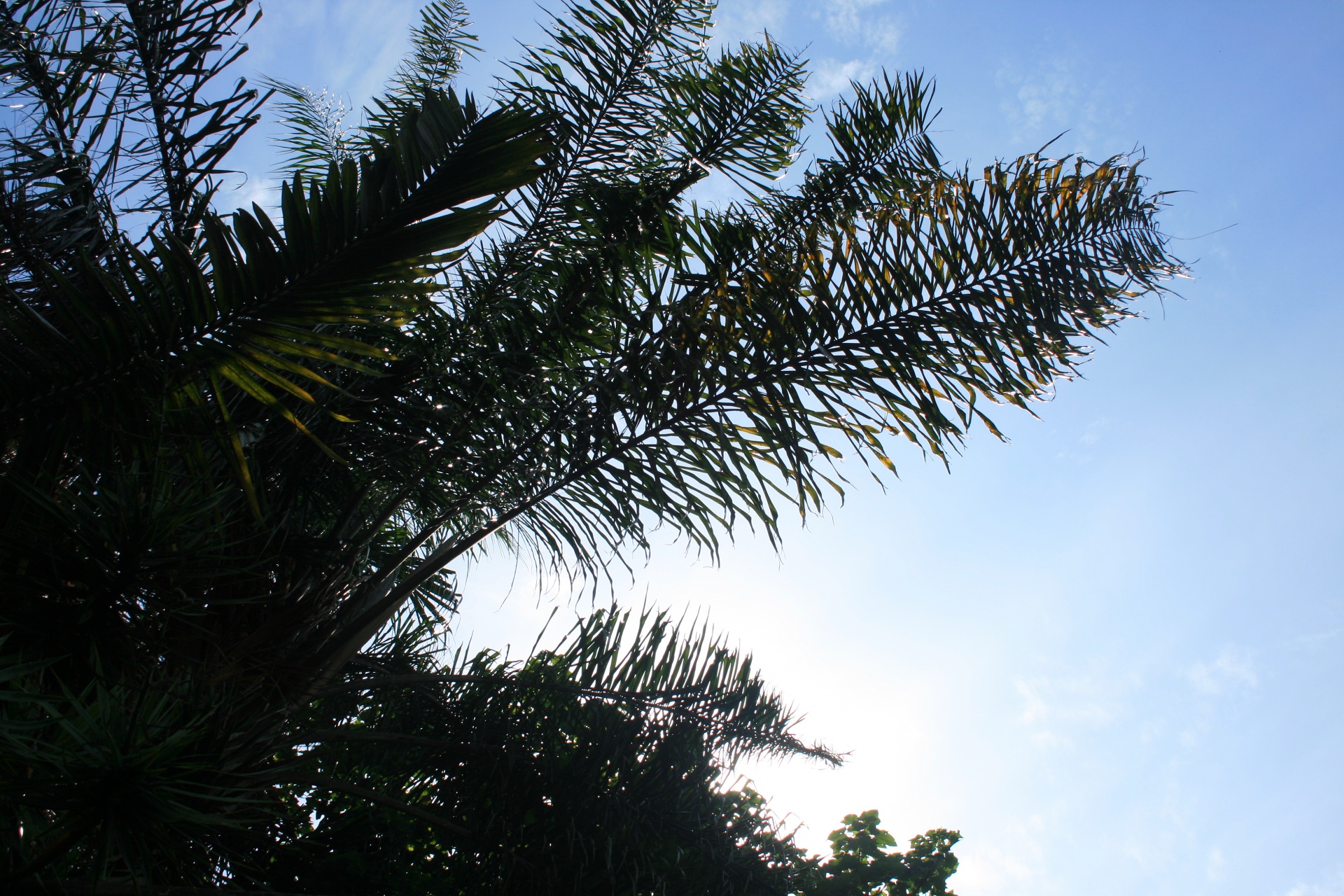Folhas de palmeira contra a luz