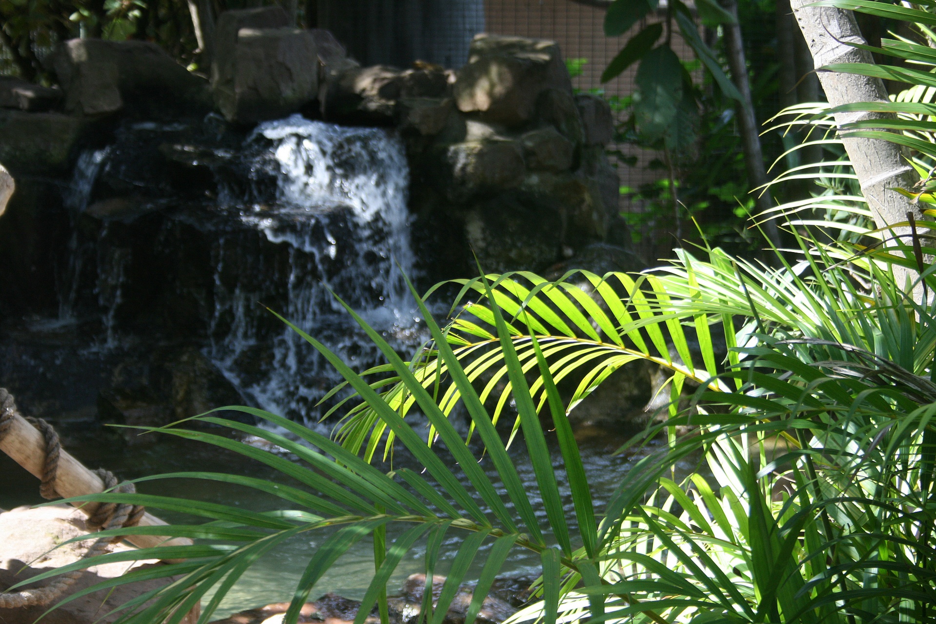 Palm Plants With Water Feature