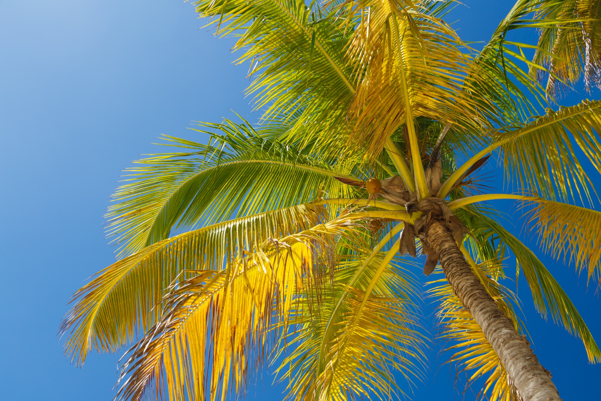 Palm Tree And Blue Sky