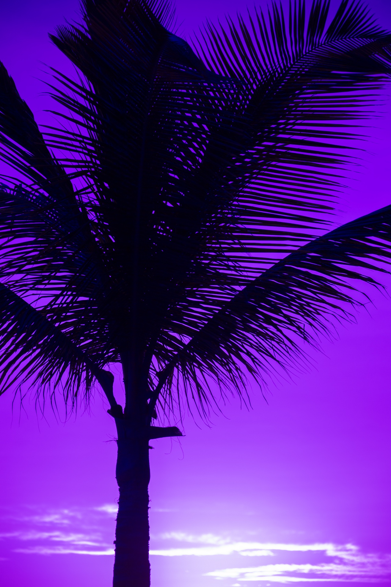 Silhueta da palmeira