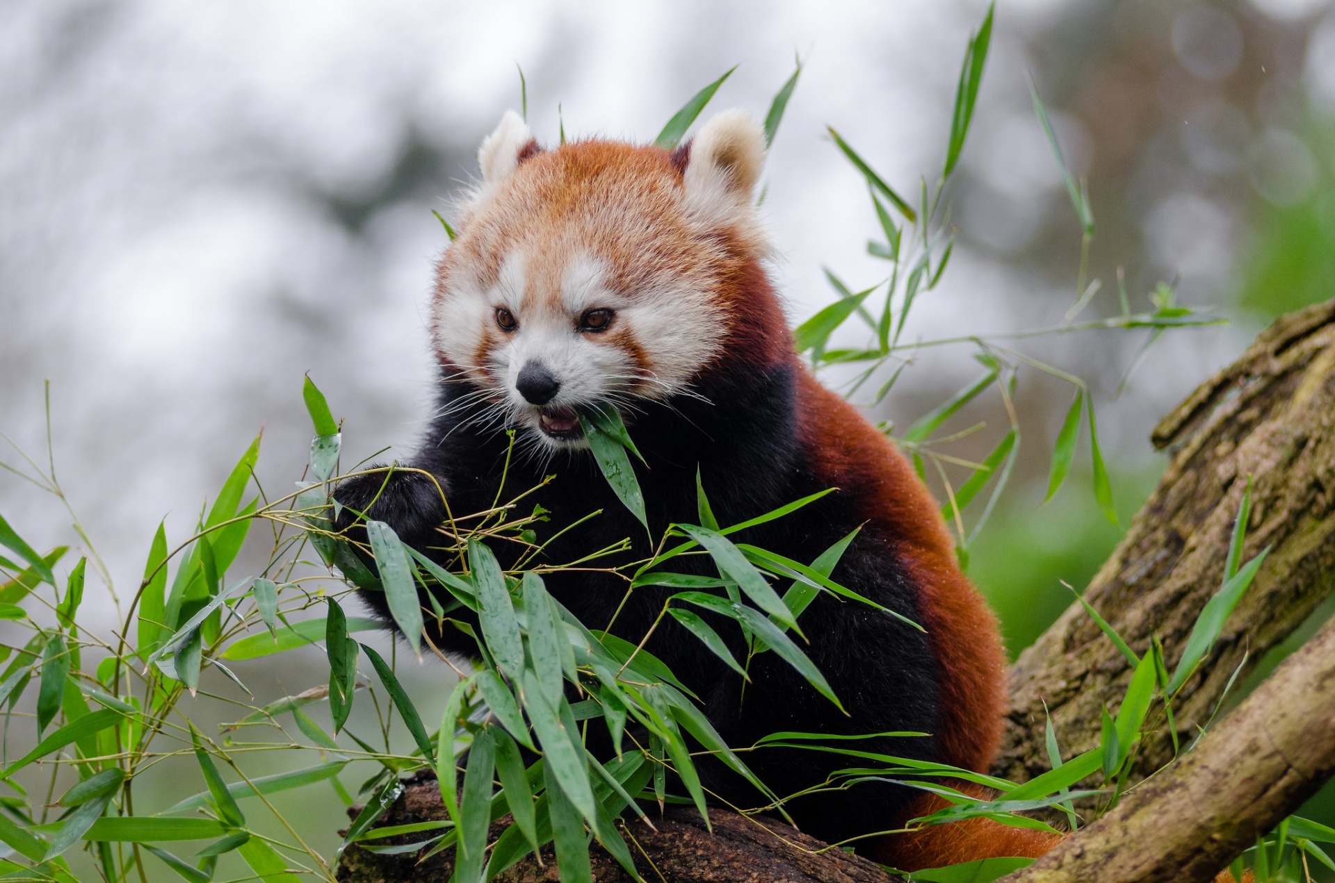 Panda vermelho, fulgens do Ailurus