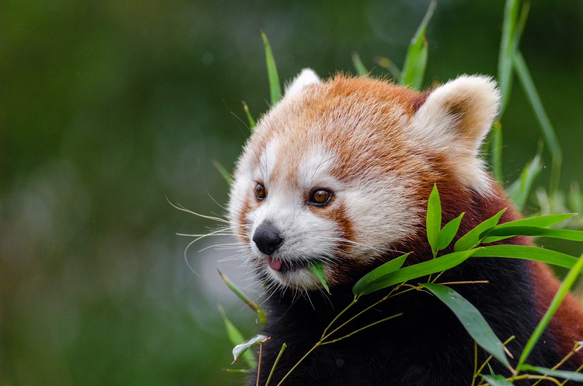 Panda vermelho, fulgens do Ailurus