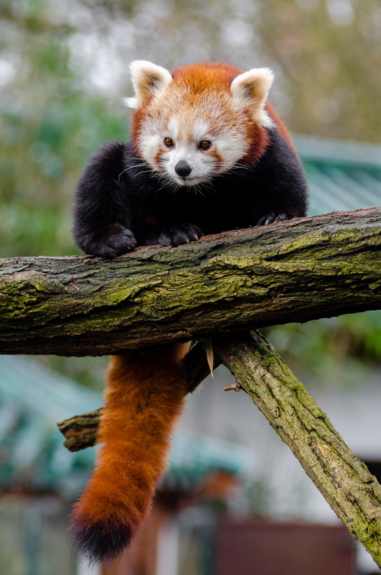 Panda rojo, Ailurus fulgens